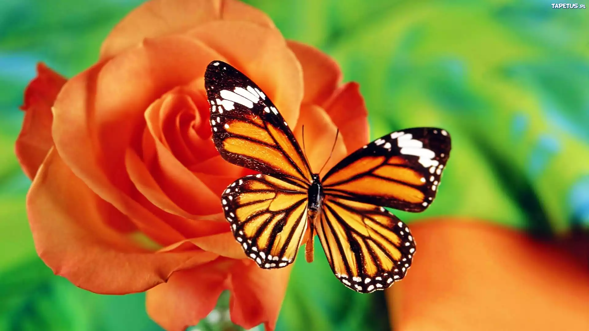 Motyl, Róża