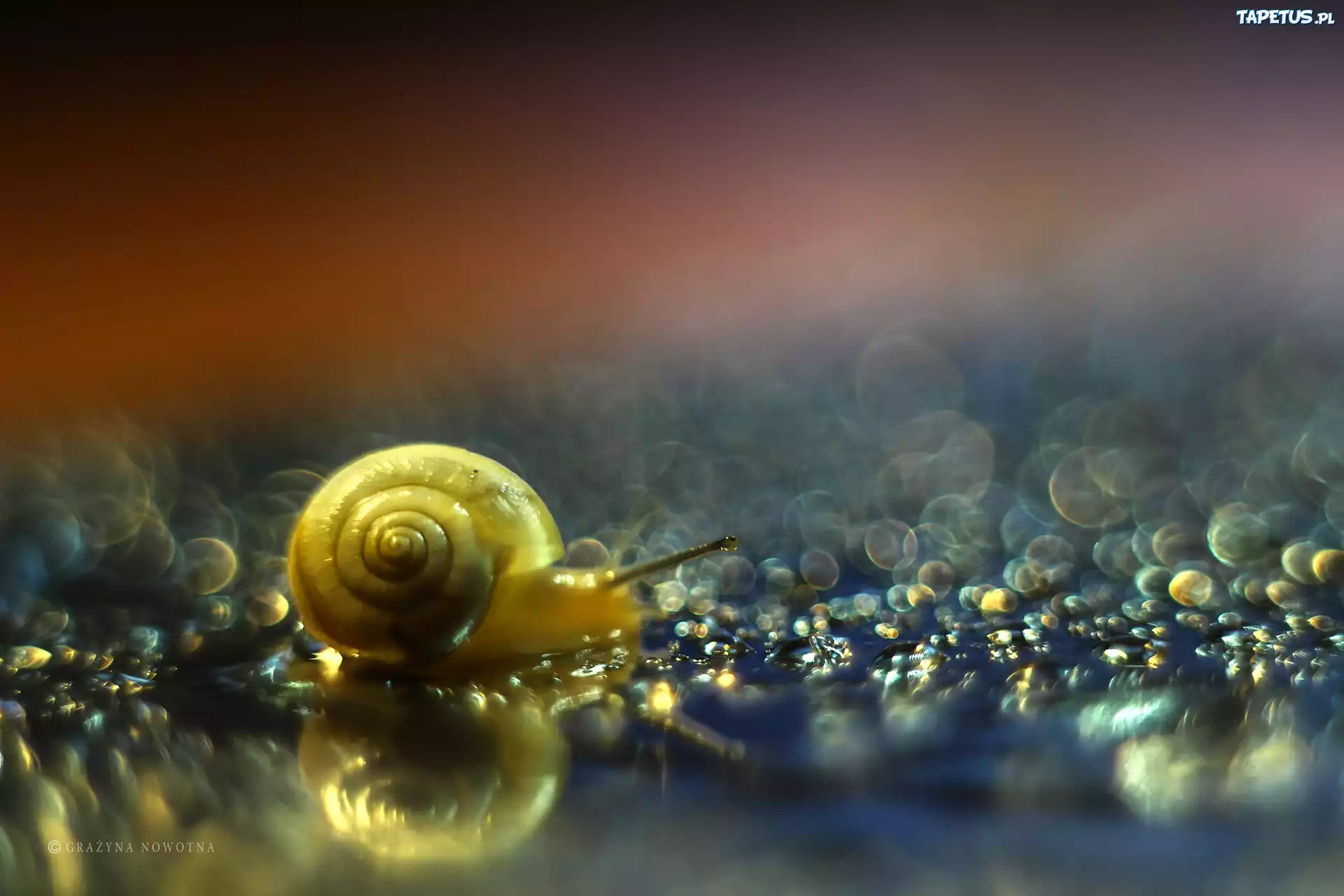 Ślimak, Muszla, Bokeh