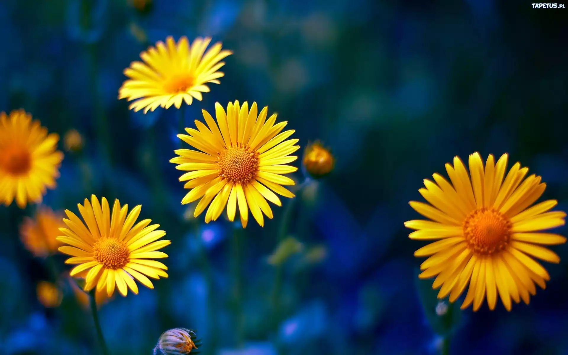 Kwiaty, Żółte, Rudbekia