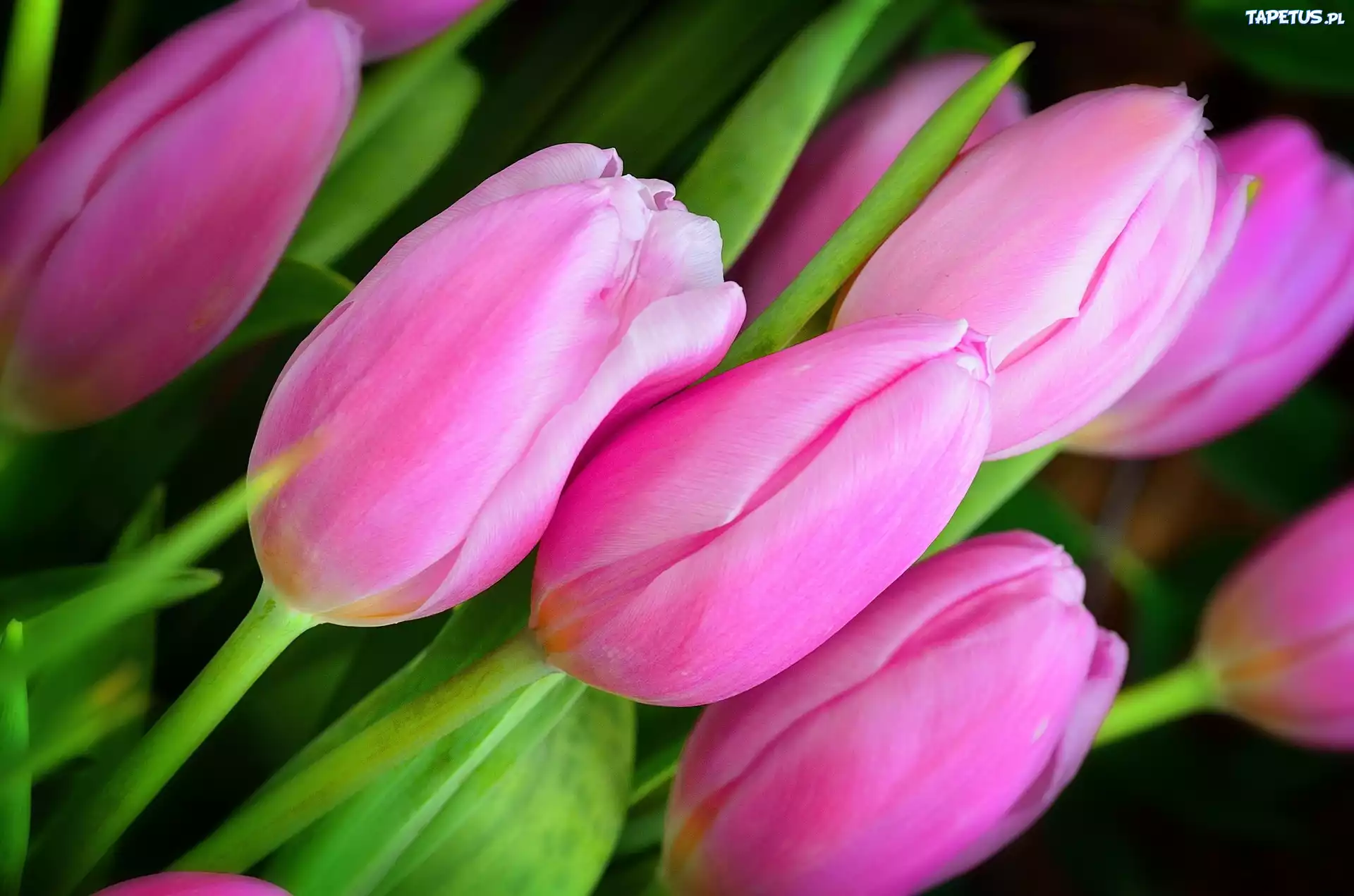 Tulipany