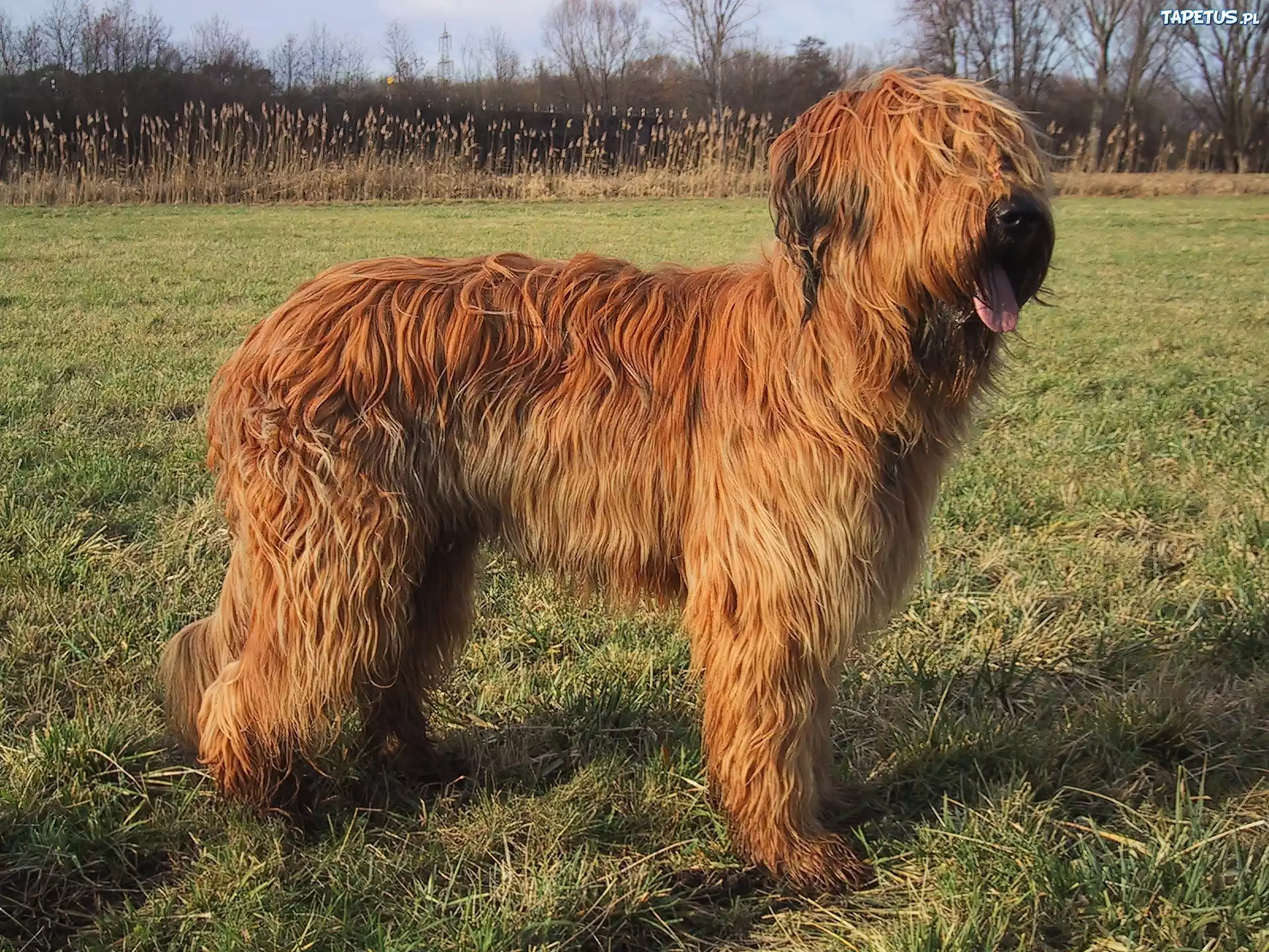 Owczarek francuski Briard, płowe, umaszczenie