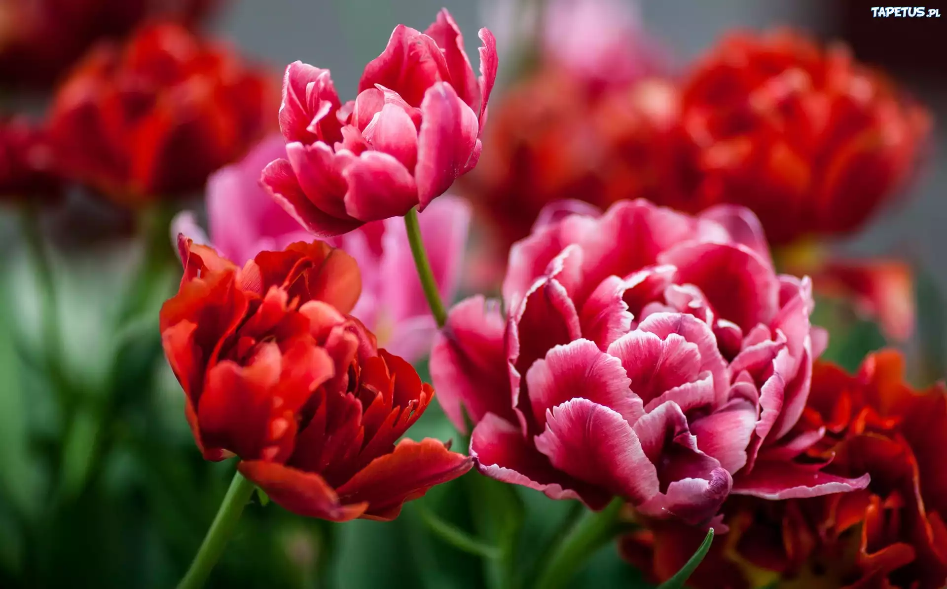 Czerwone, Tulipany
