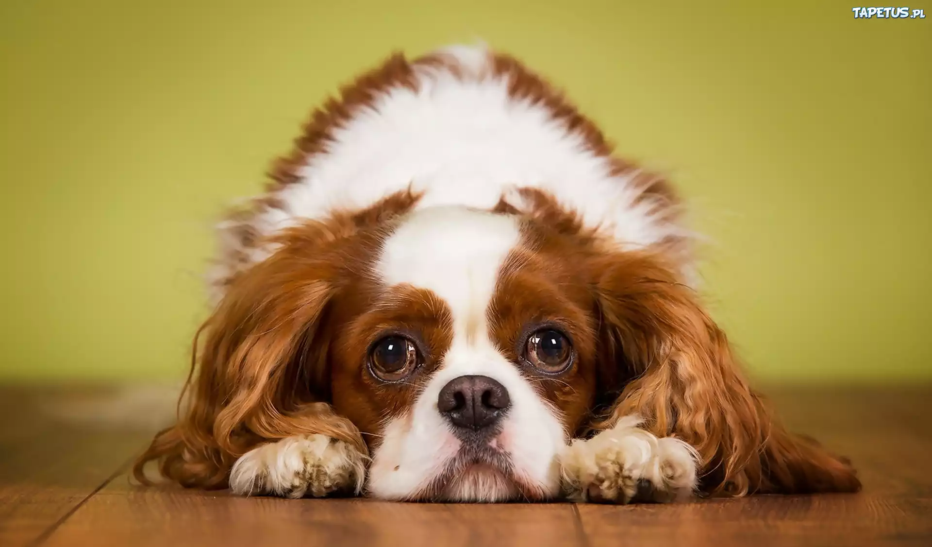 Pies, King Charles Spaniel