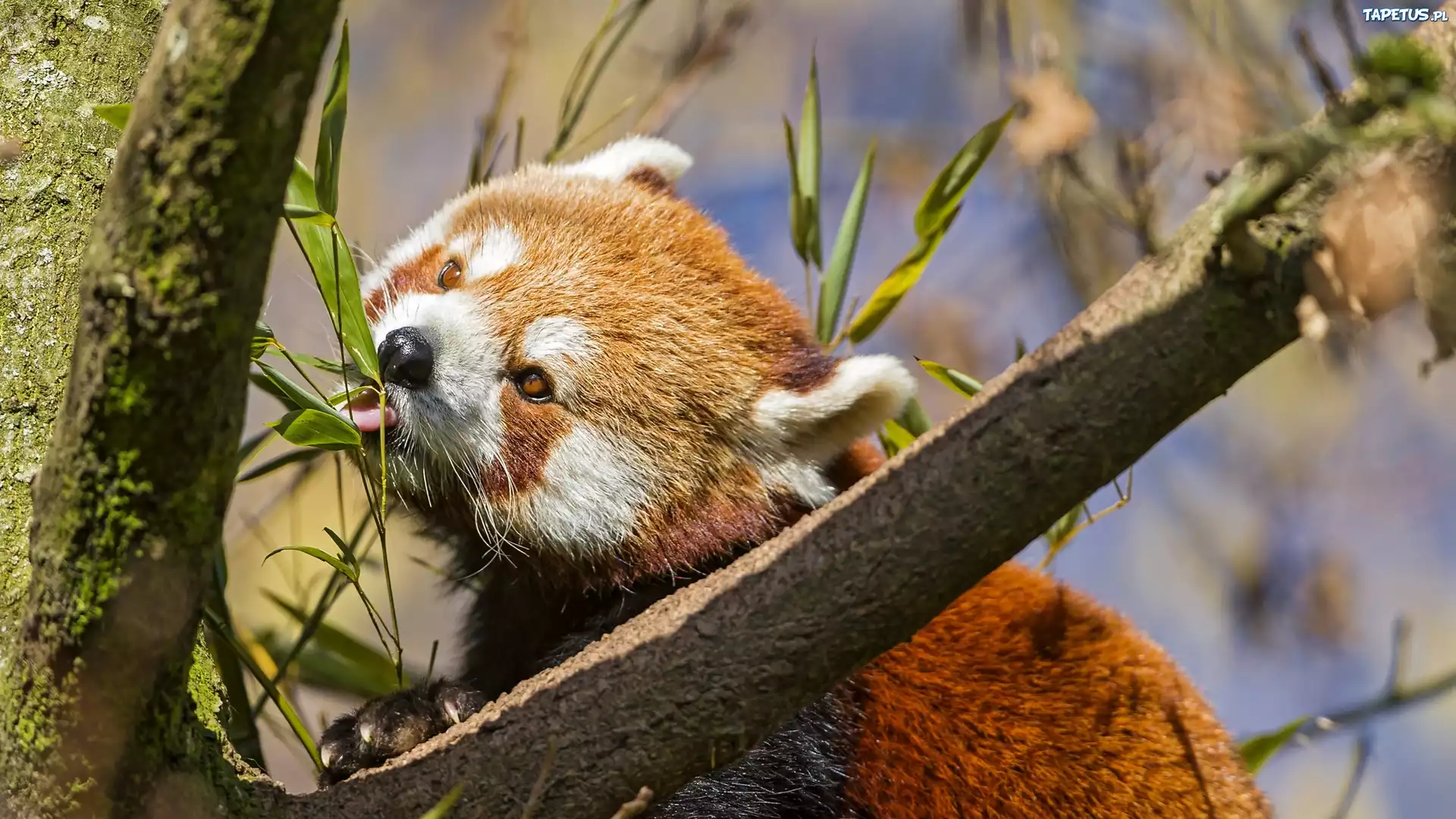 Czerwona, Panda, Liście