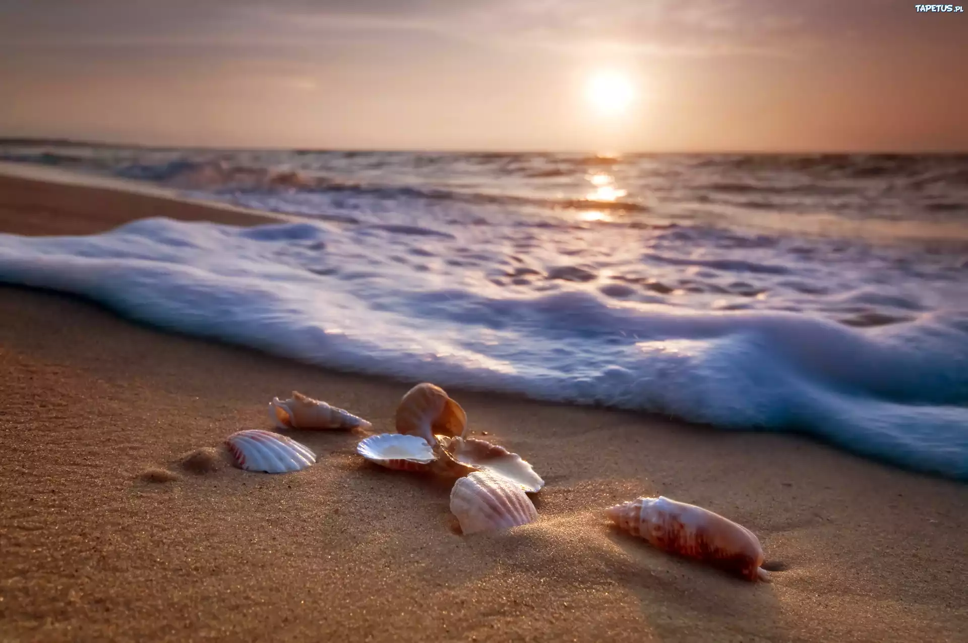 Muszelki, Plaża, Morze, Słońce