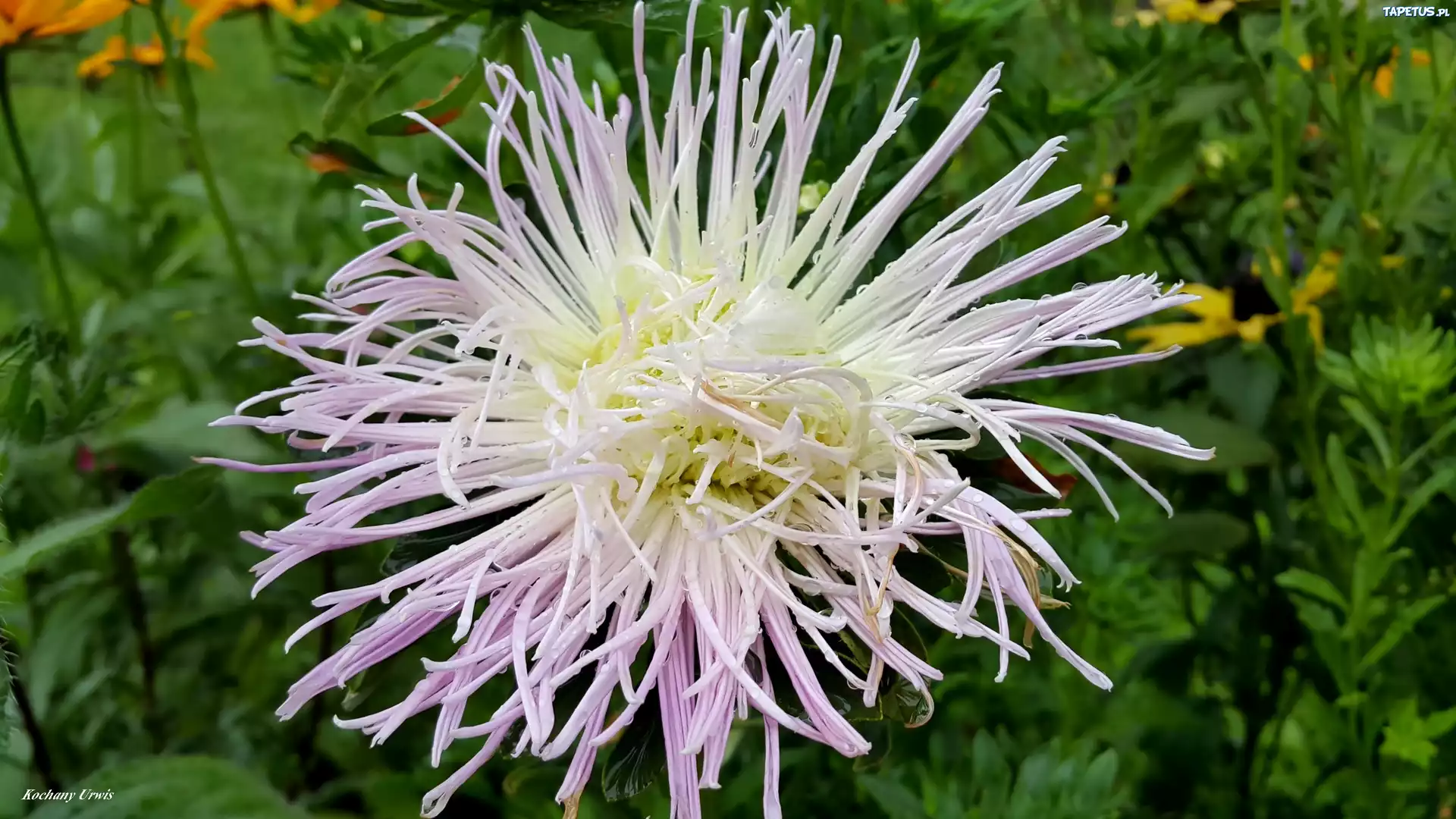 Biało, Fioletowy, Aster