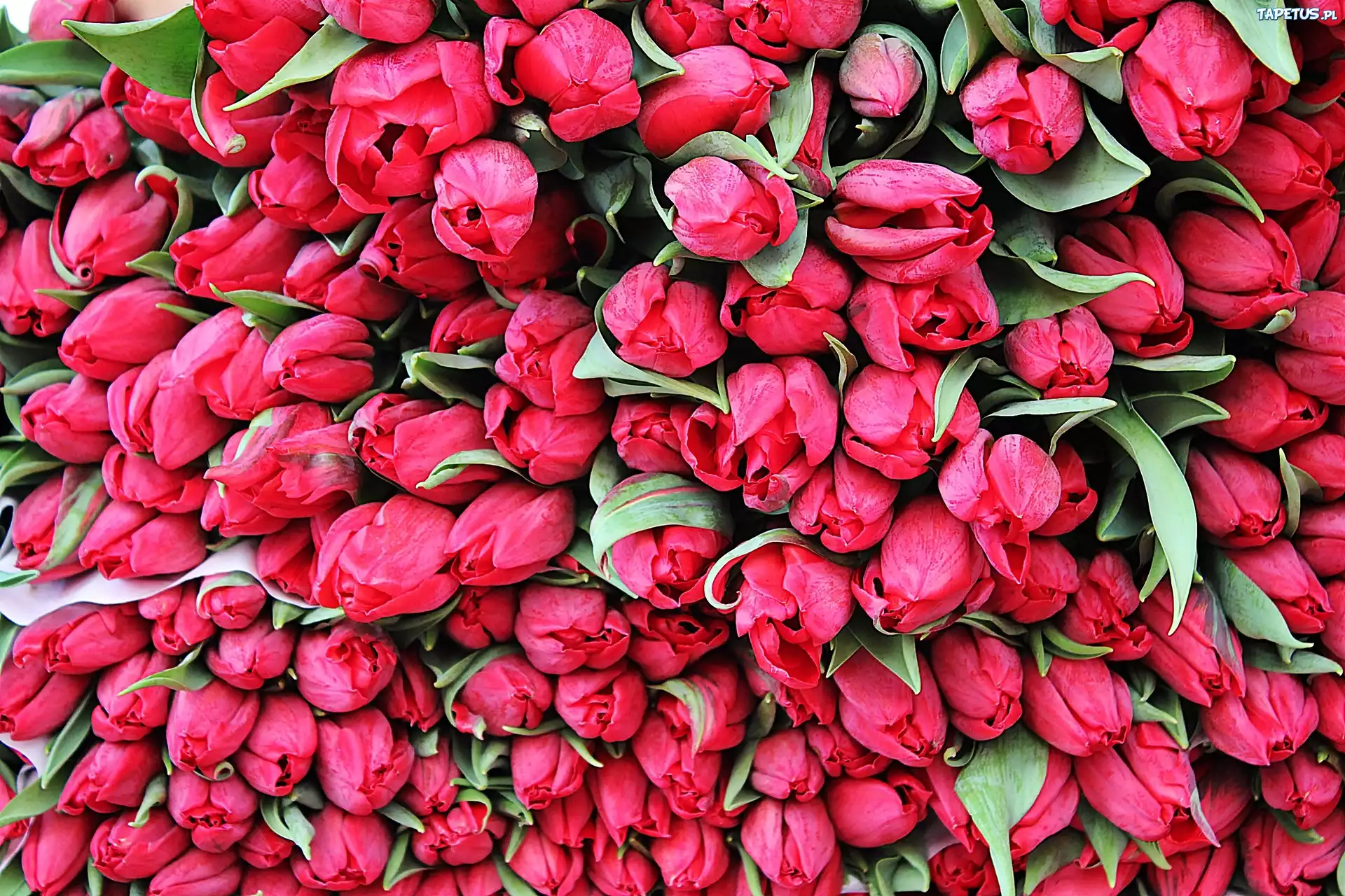 Tulipany, Kwiaty
