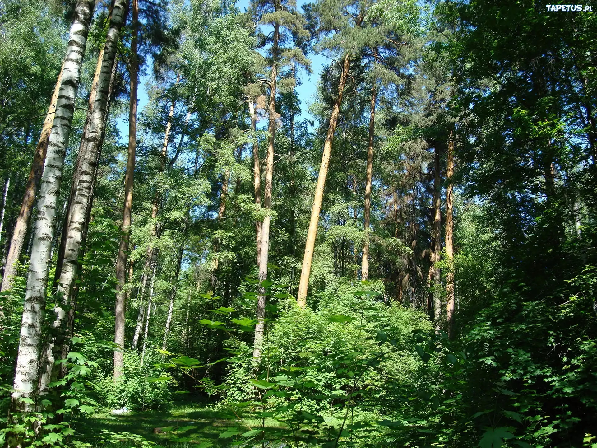 Brzozowy, Zagajnik, Światło, Cienie