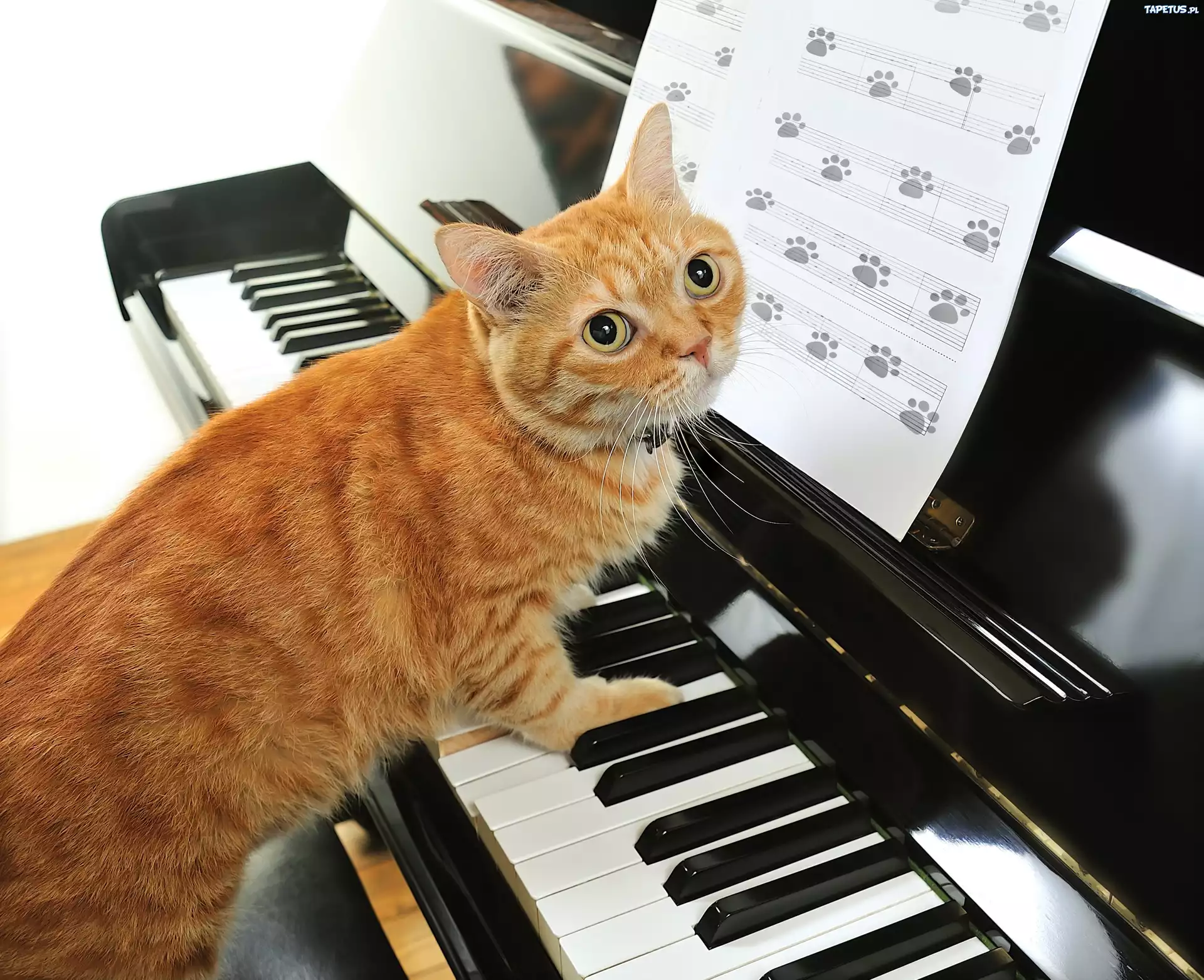 Котенок на пианино скачать