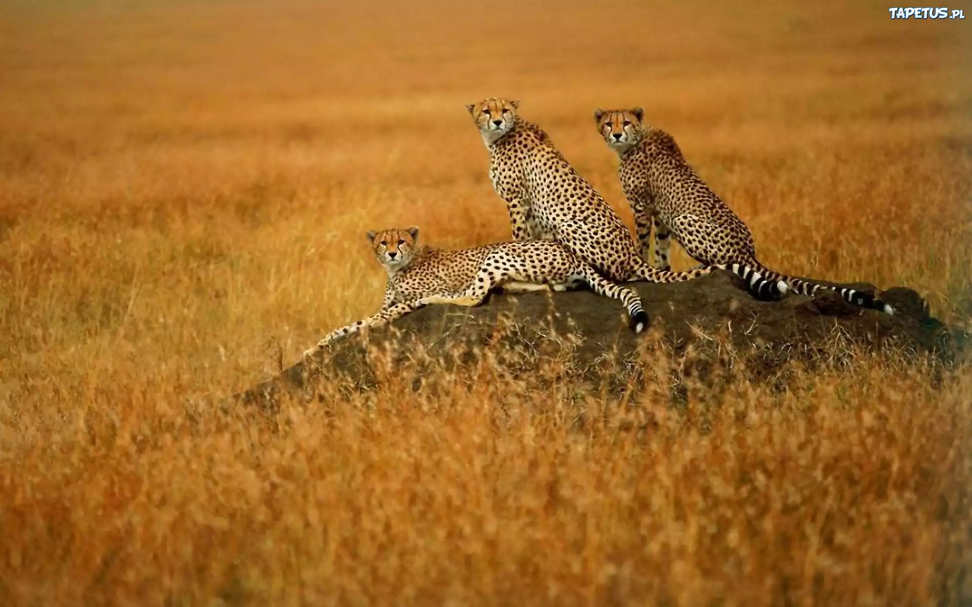 Gepardy, Sawanna, Trawa