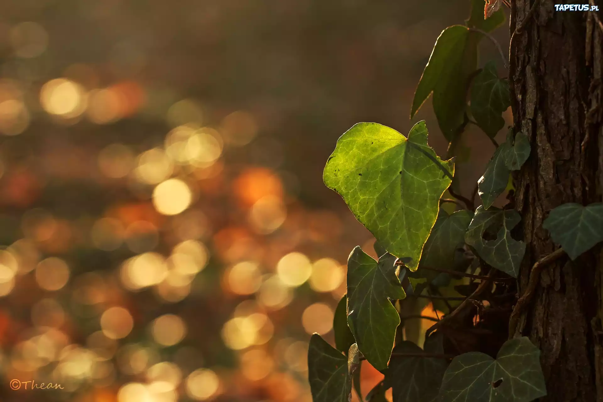 Bluszcz, Drzewo, Bokeh