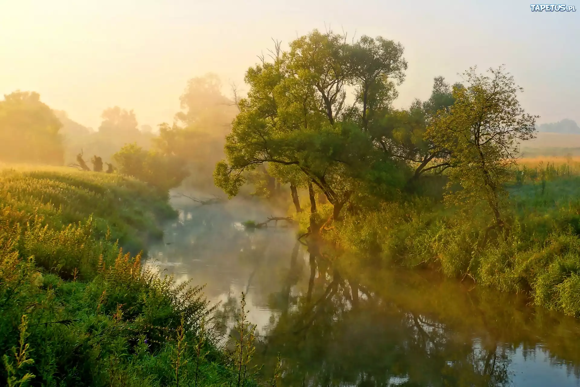 Rzeka, Mgła, Drzewa