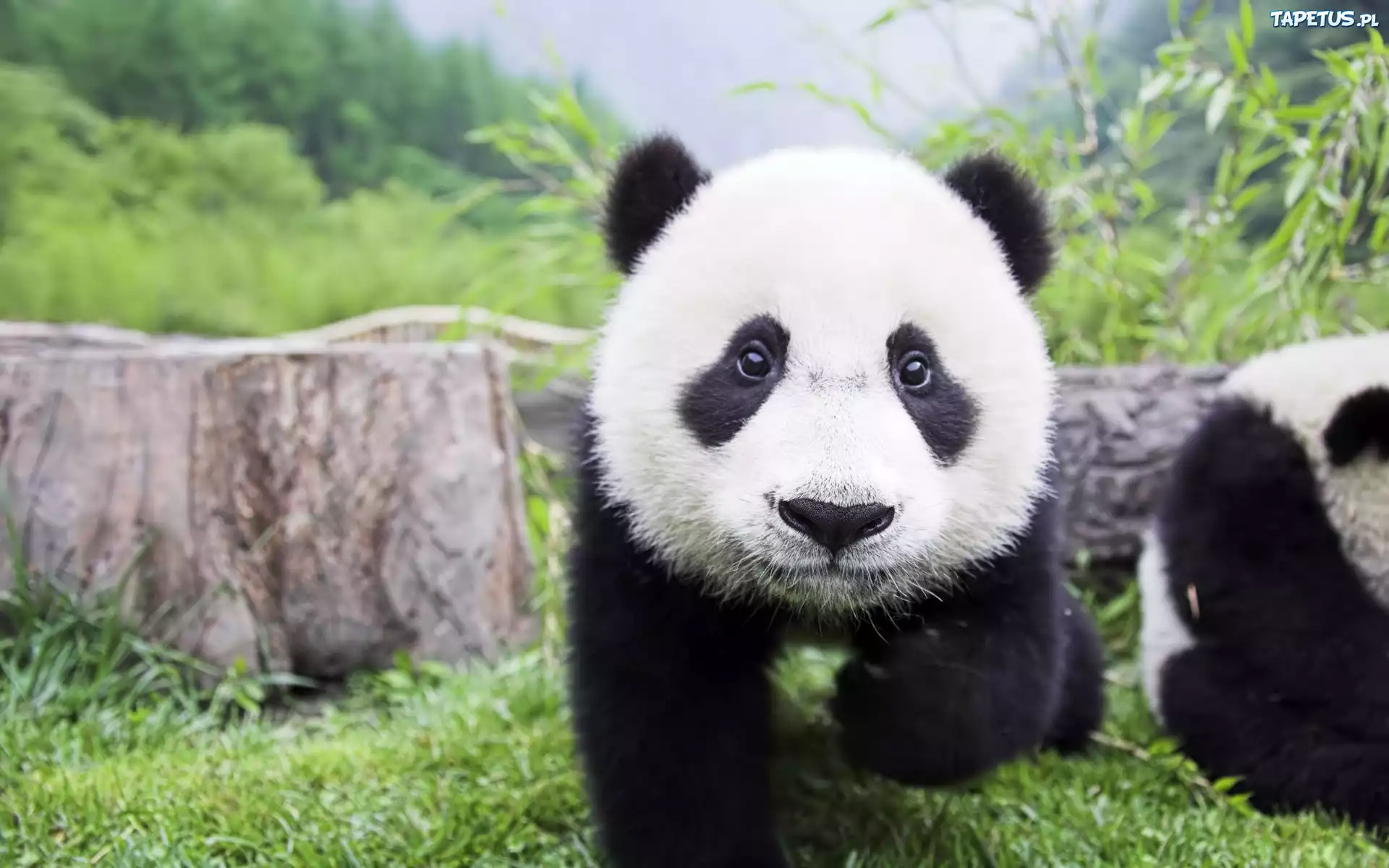Panda, Trawa