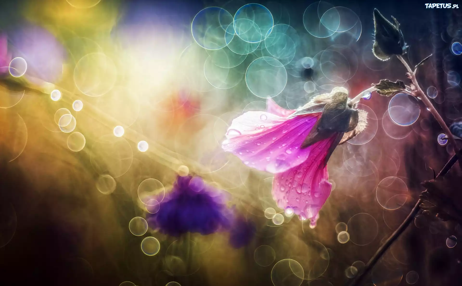 Malwa, Kwiat, Bokeh, Światło