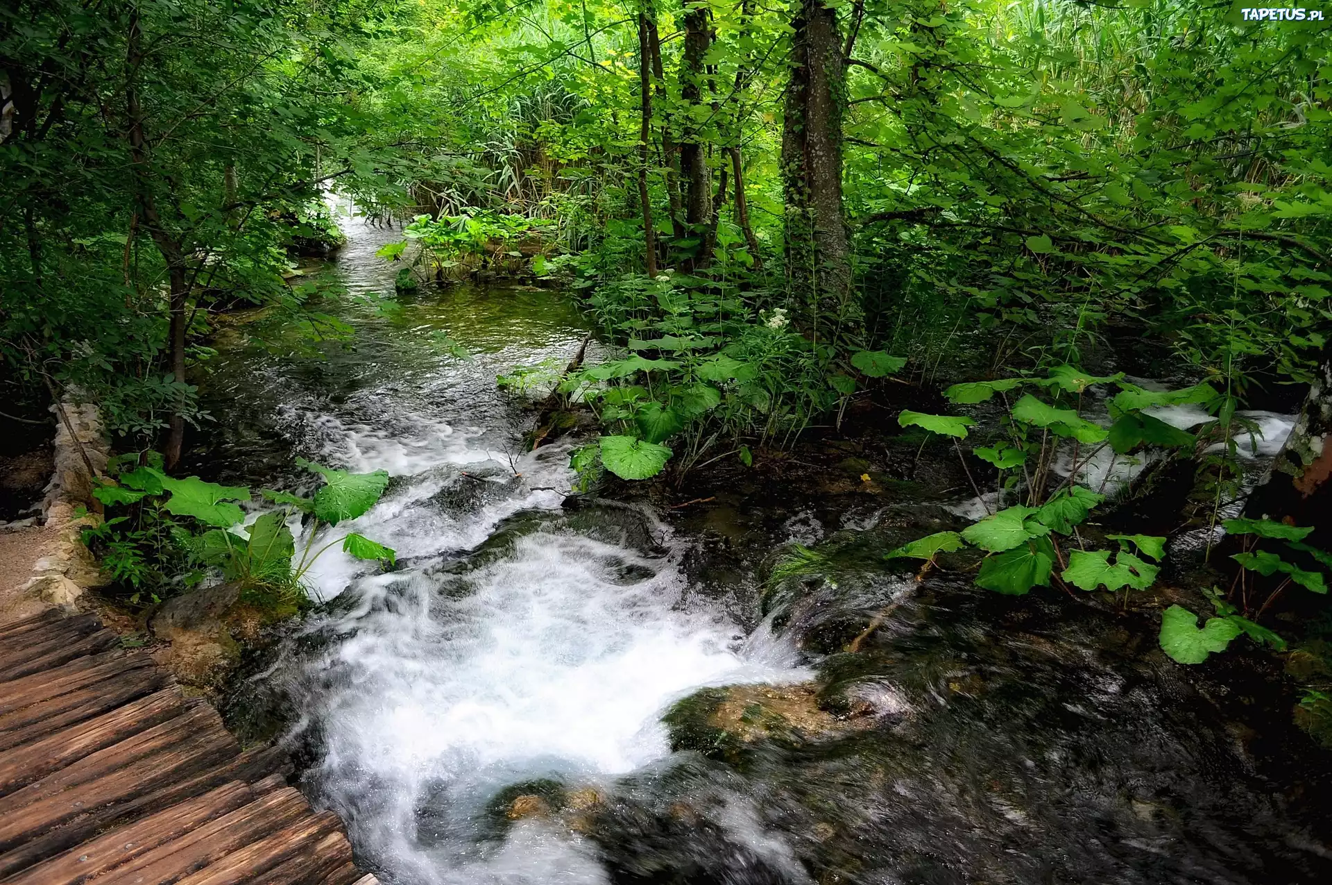 Сильный шум воды. Лесная река. Речка в лесу. Лес ручей птицы. Вода ручей.