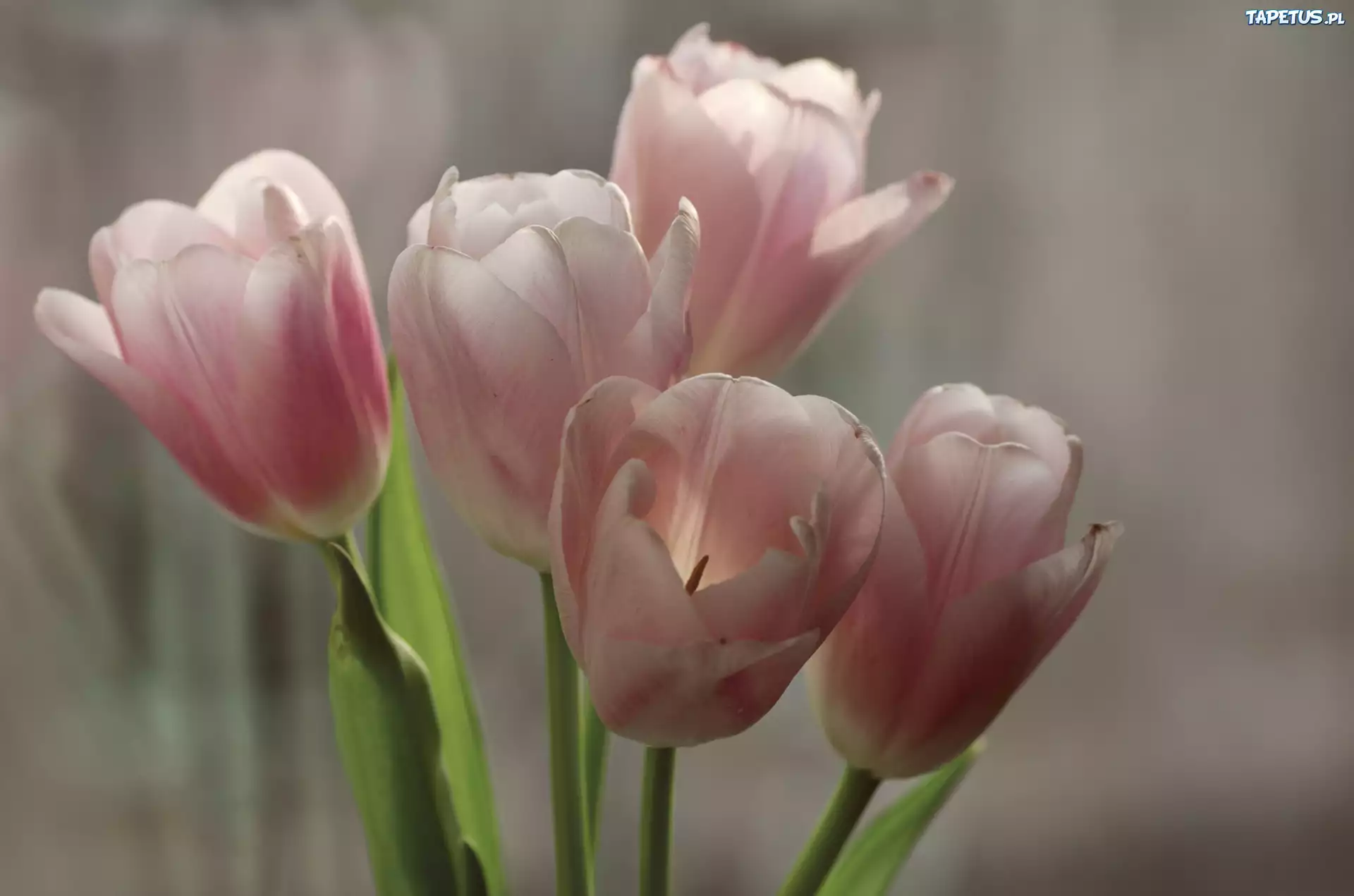 Tulipany