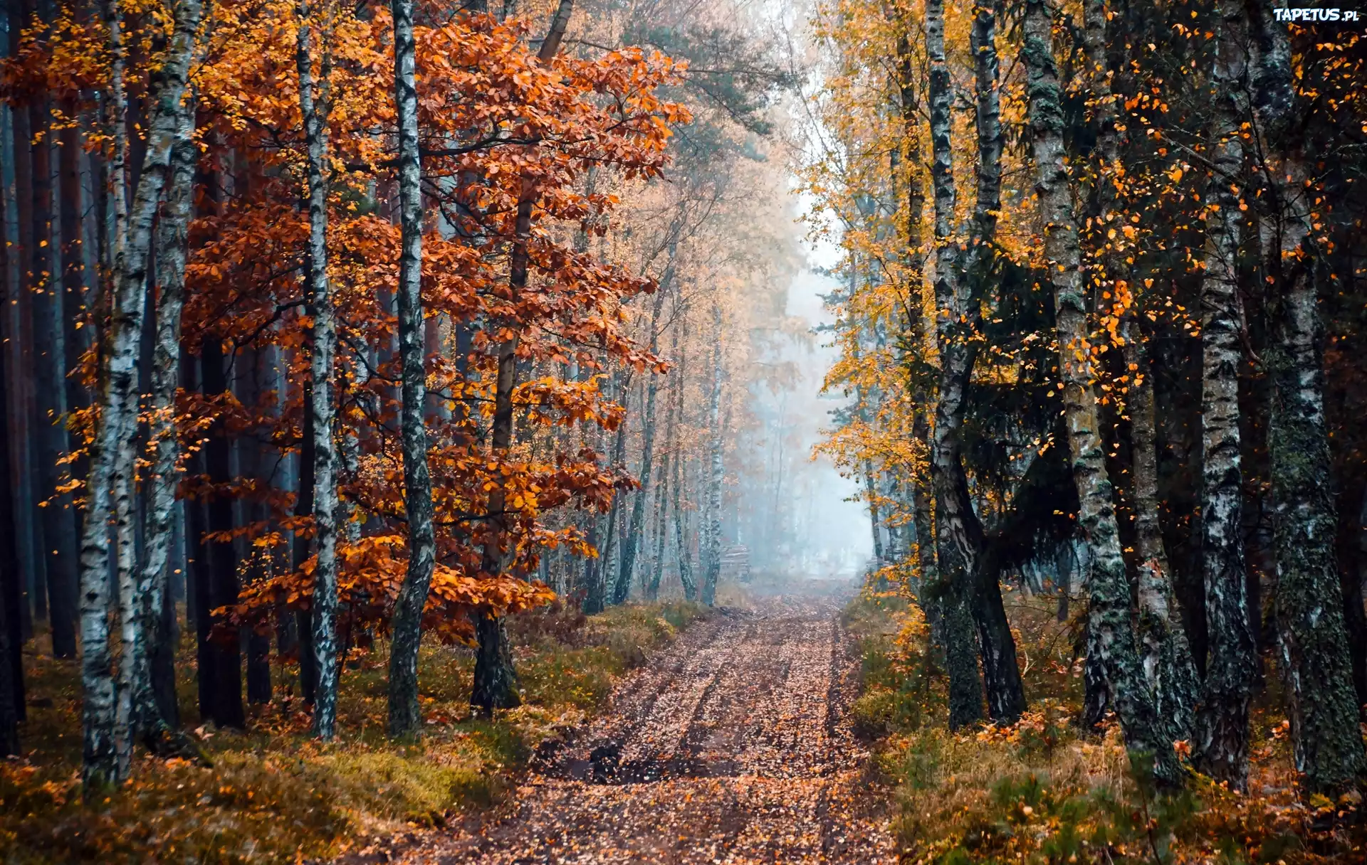 Brzozowy, Las, Droga, Mgła, Jesień