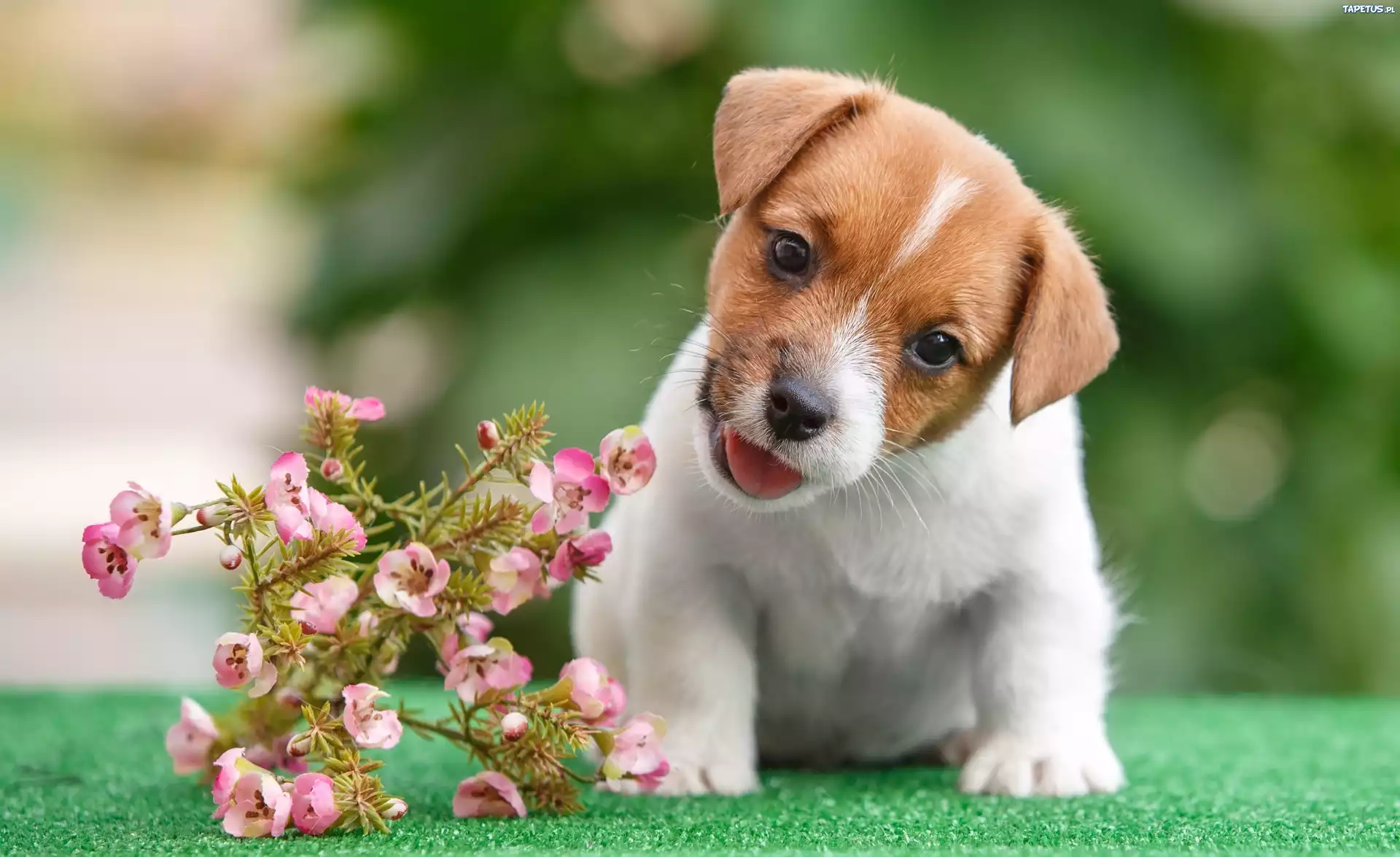 миленькая собачка с цветком скачать