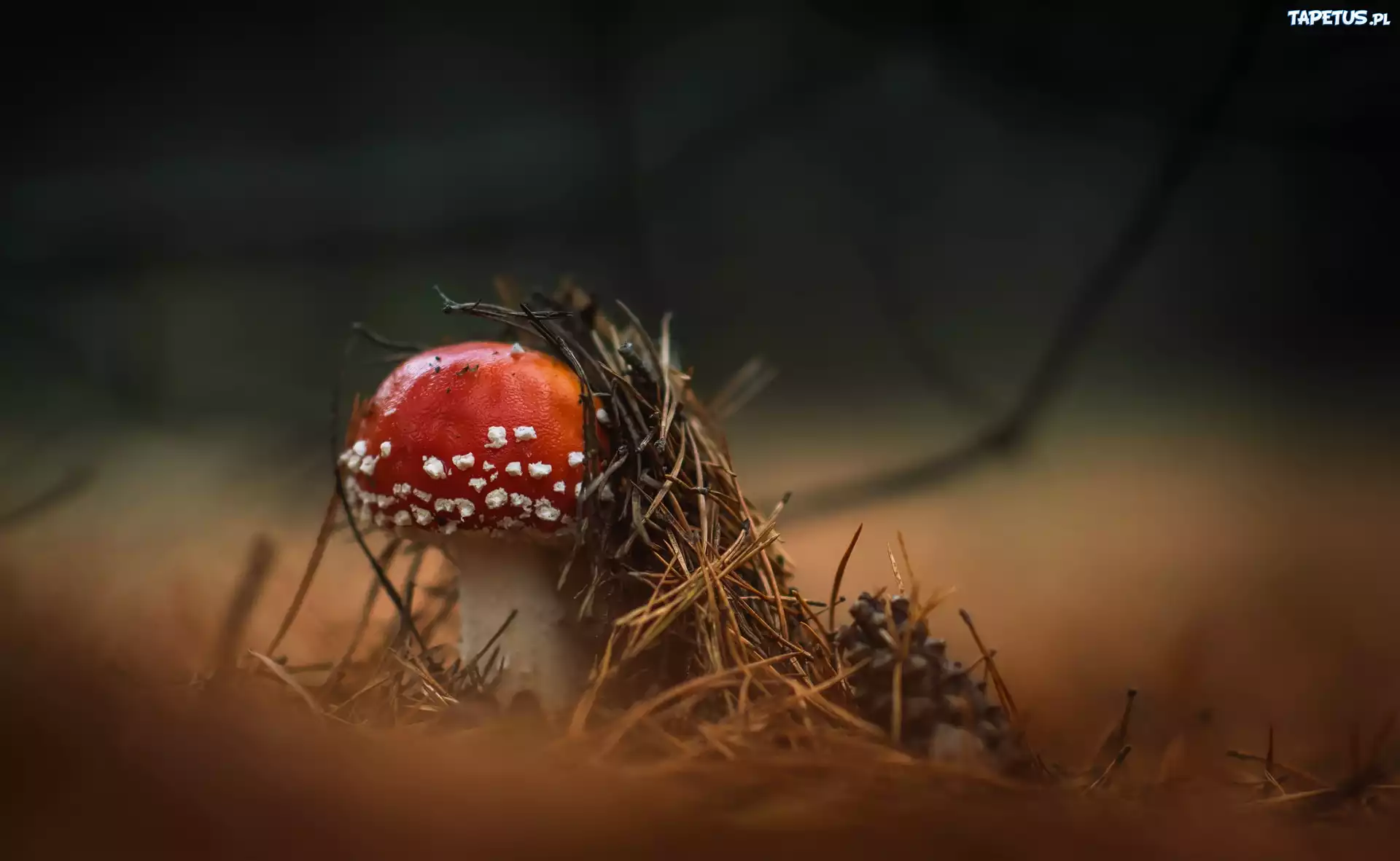 Grzyb, Muchomor, Ściółka