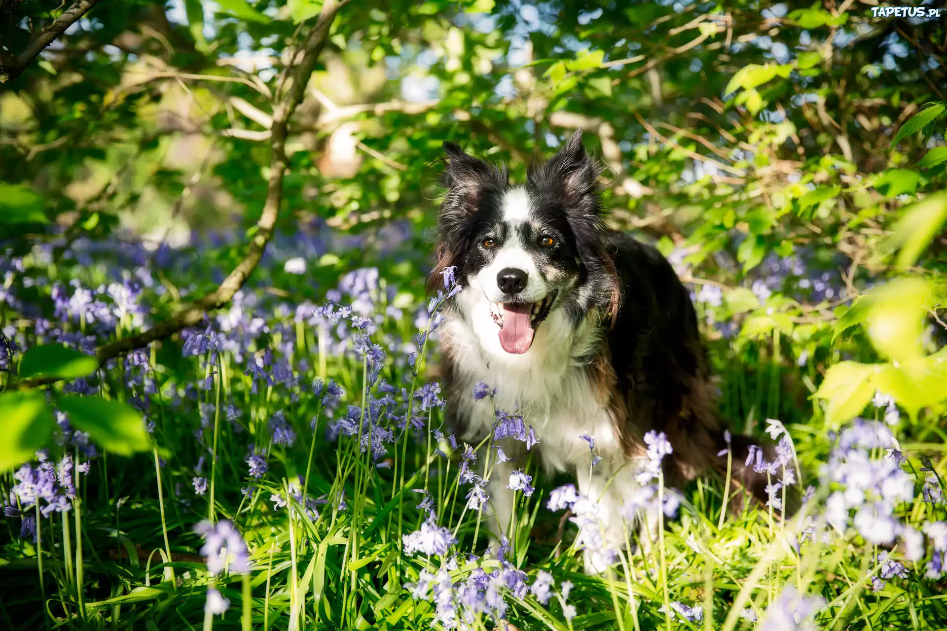 Pies, Border, Collie, Łąka