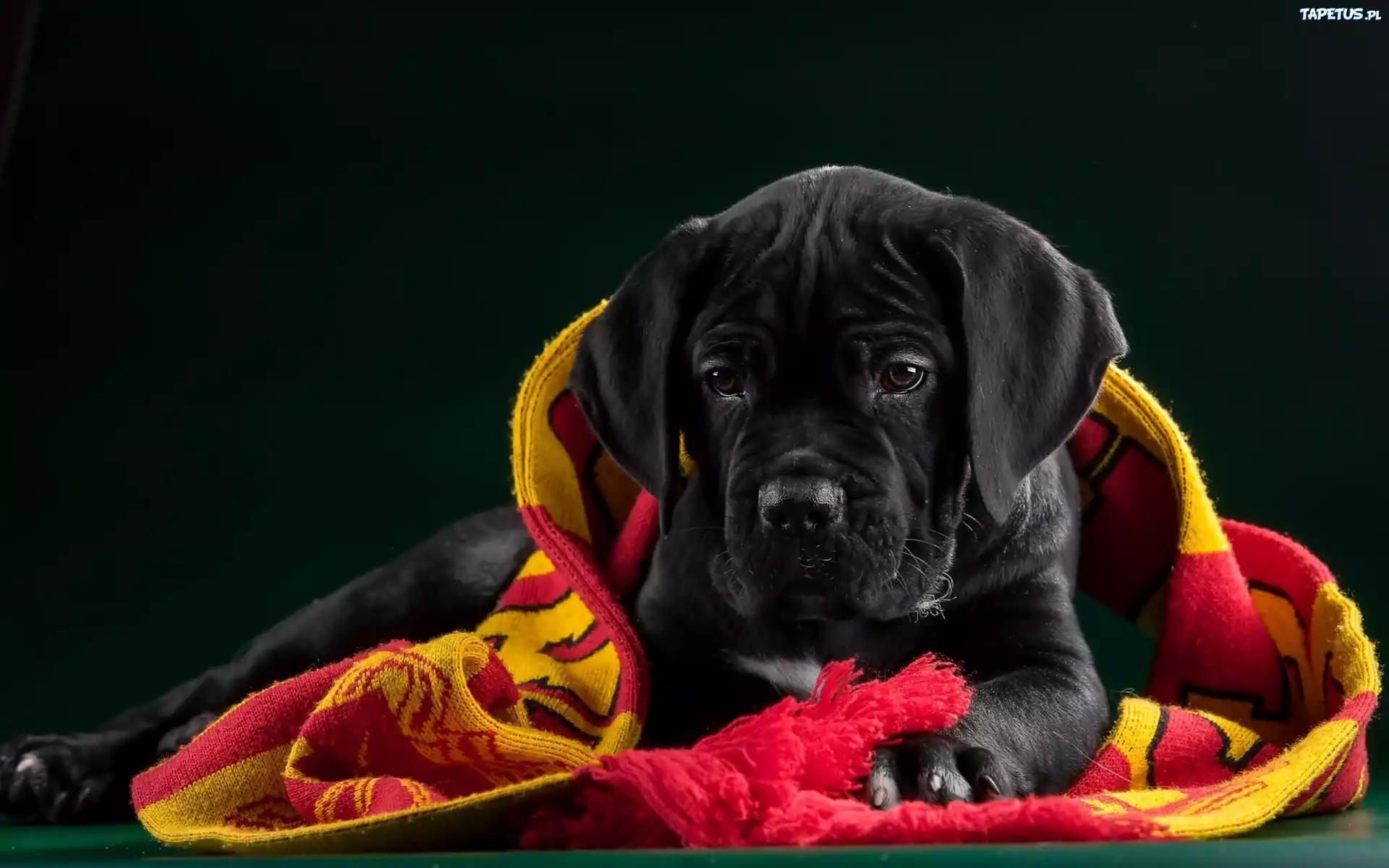 Pies, Cane, Corso, Kocyk