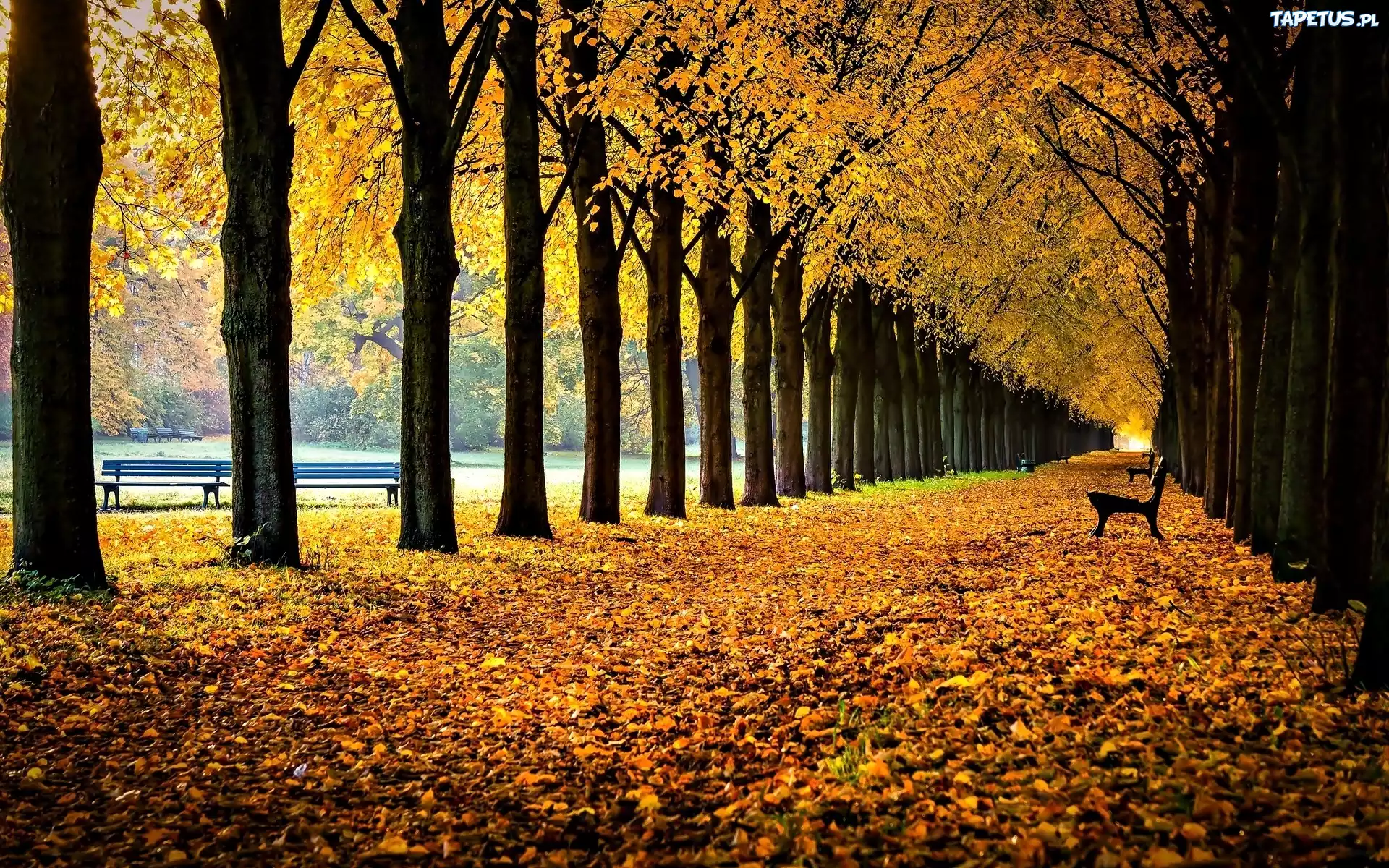 Jesień, Park, Aleja, Ławki, Liście, Drzewa