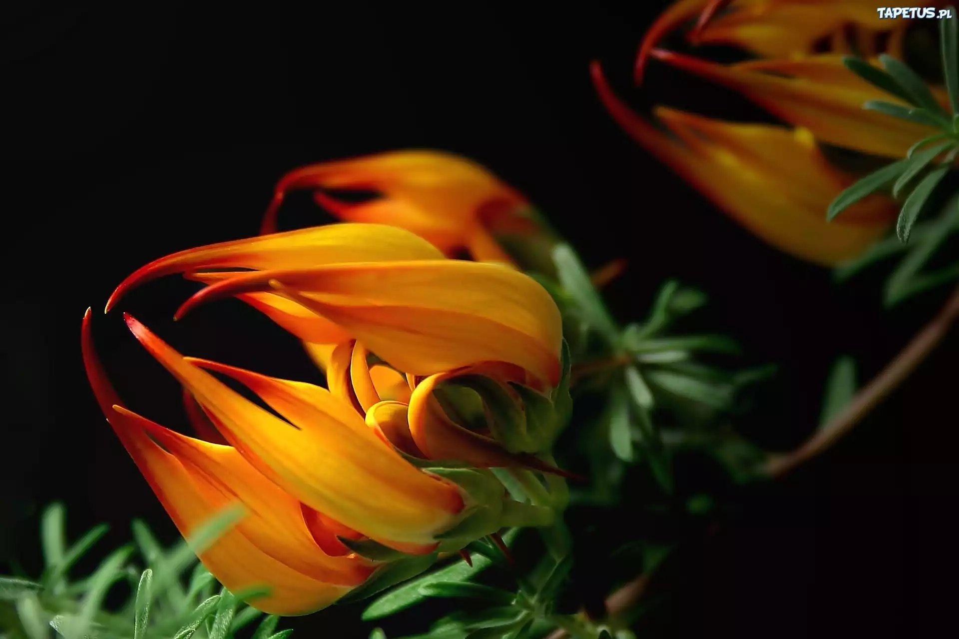 Kwiat, Gazania, Makro
