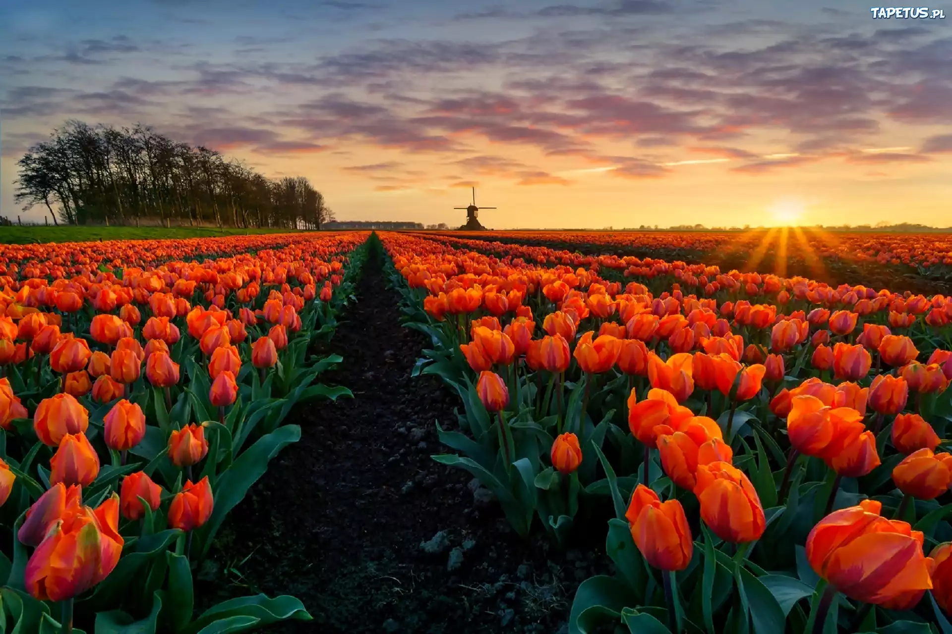 Tulipany, Pole, Promienie, Słońca