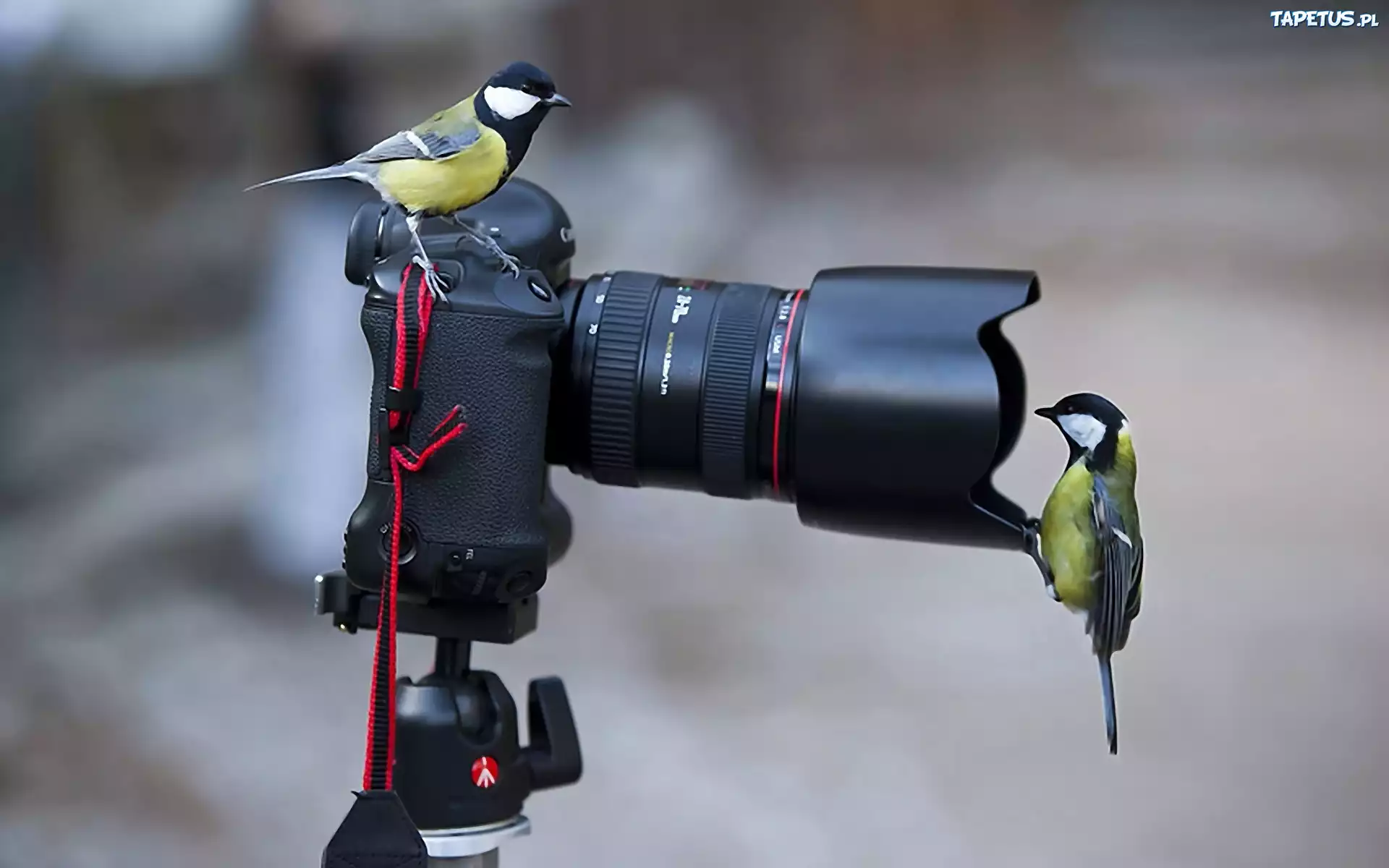 Dwie, Sikorki, Canon, Zainteresowanie, Aparatem