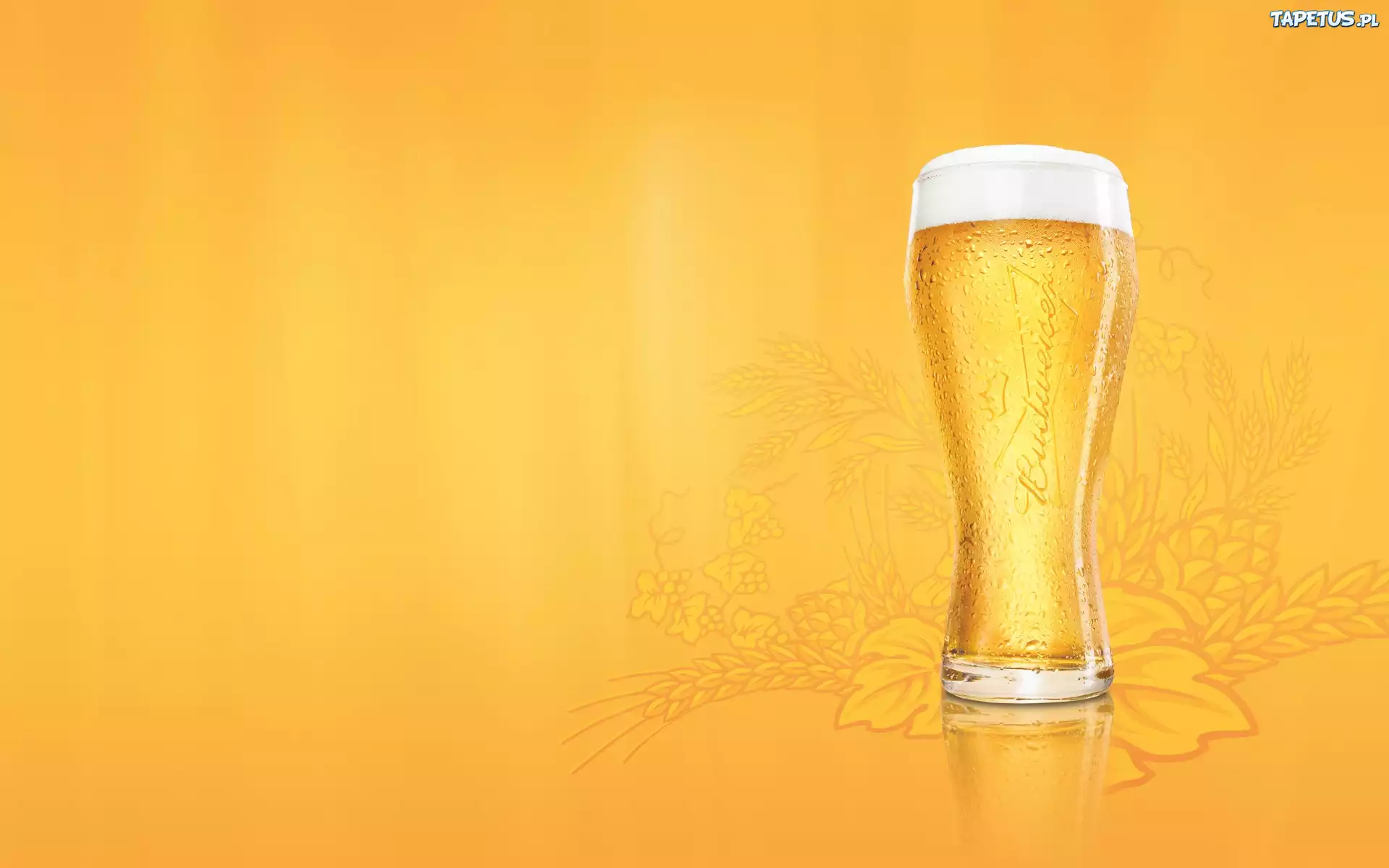 Czeskie, Piwo, Budweiser, Szklanka