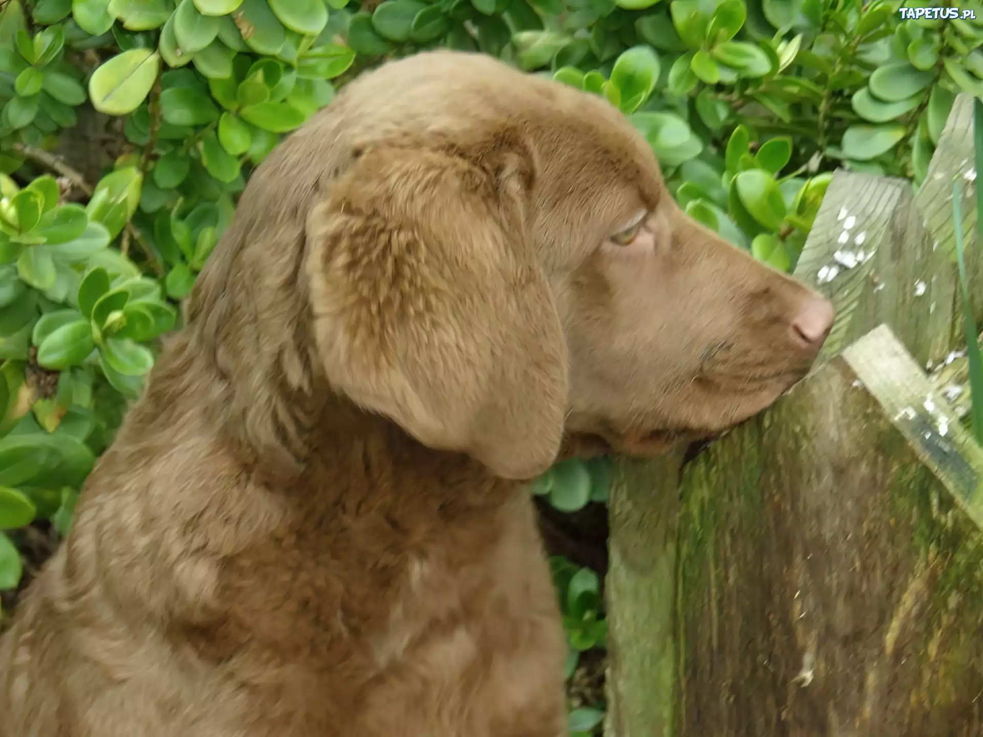 Chesapeake Bay retriever, Szczeniak