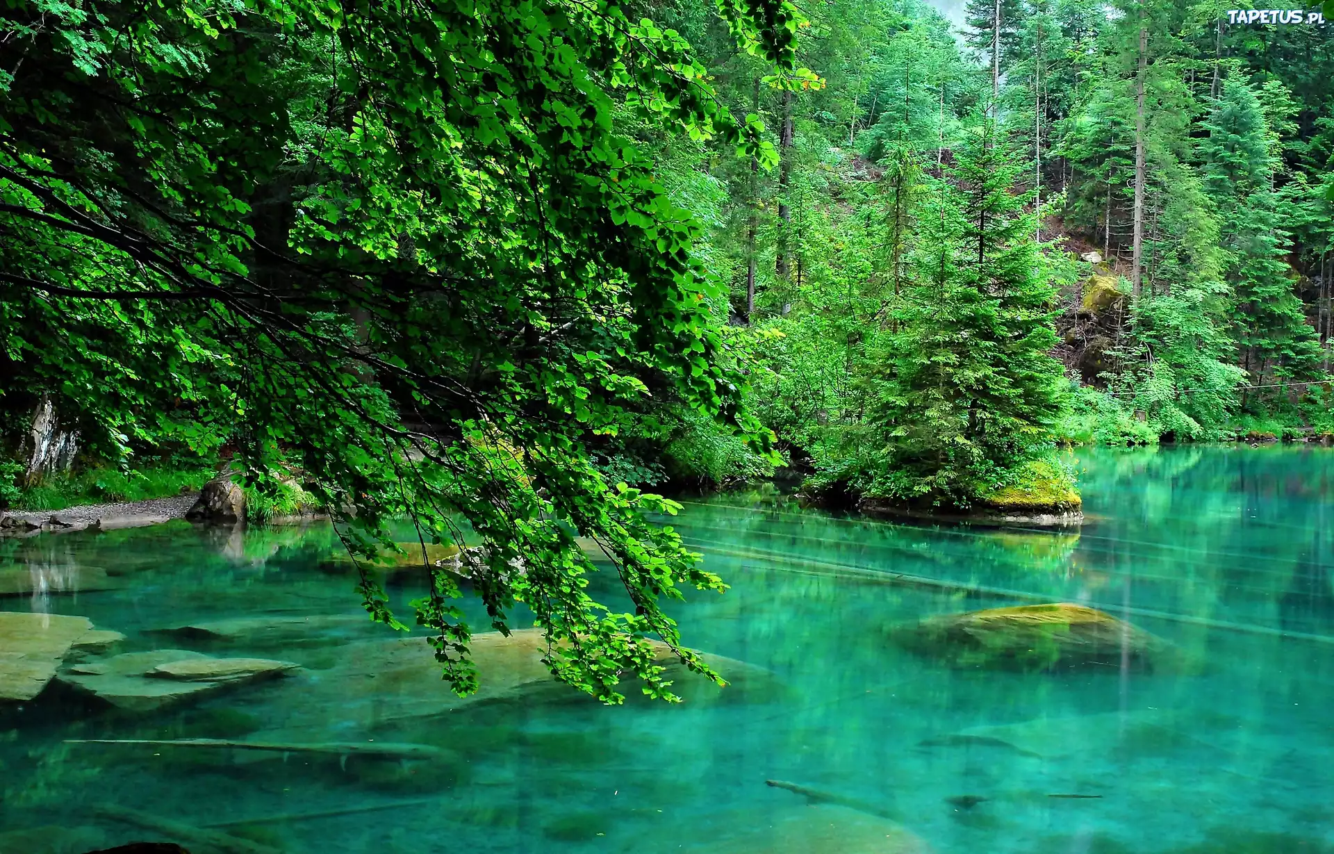 Las, Jezioro, Lato, Drzewa
