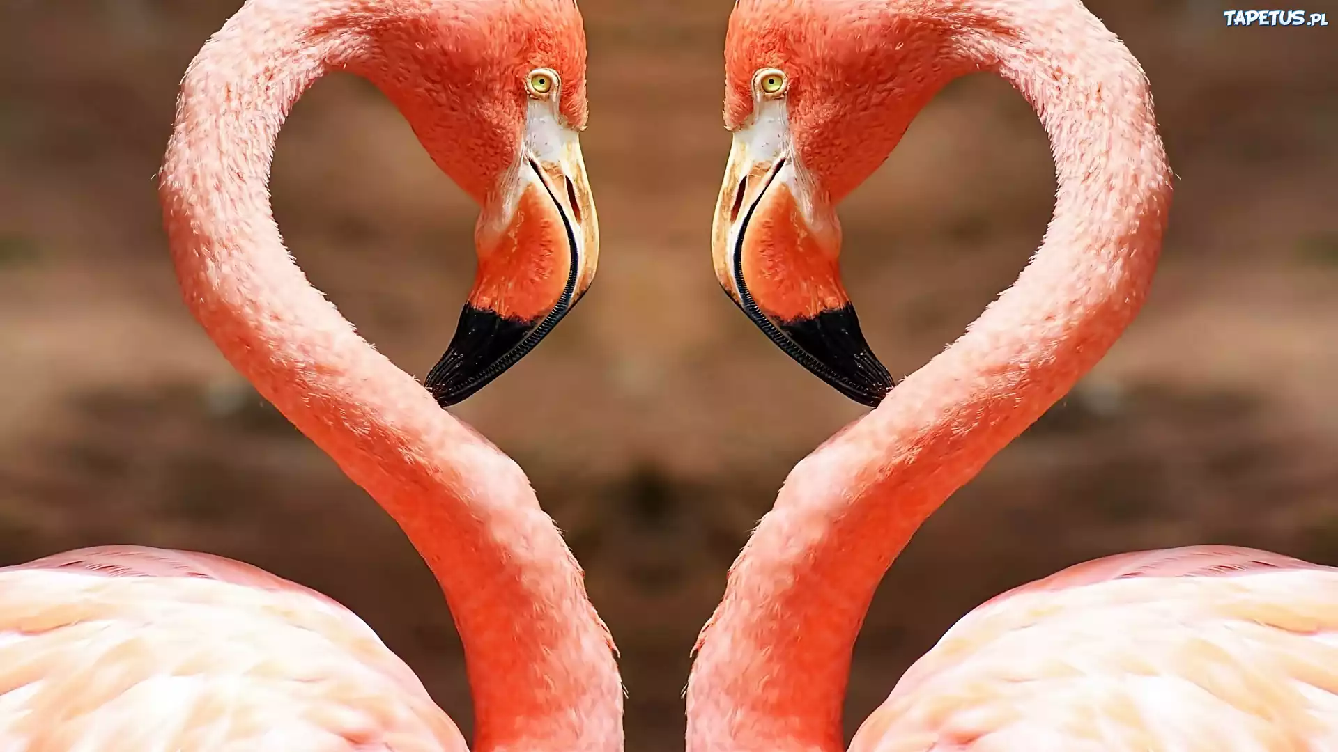 Flamingi