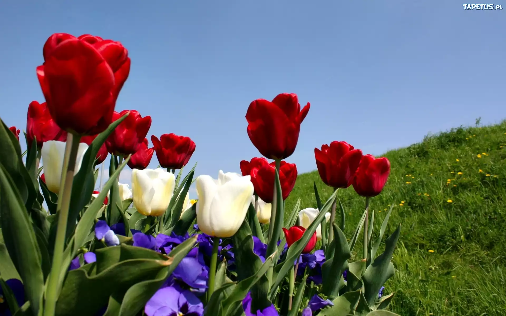 Tulipany, Kwiaty