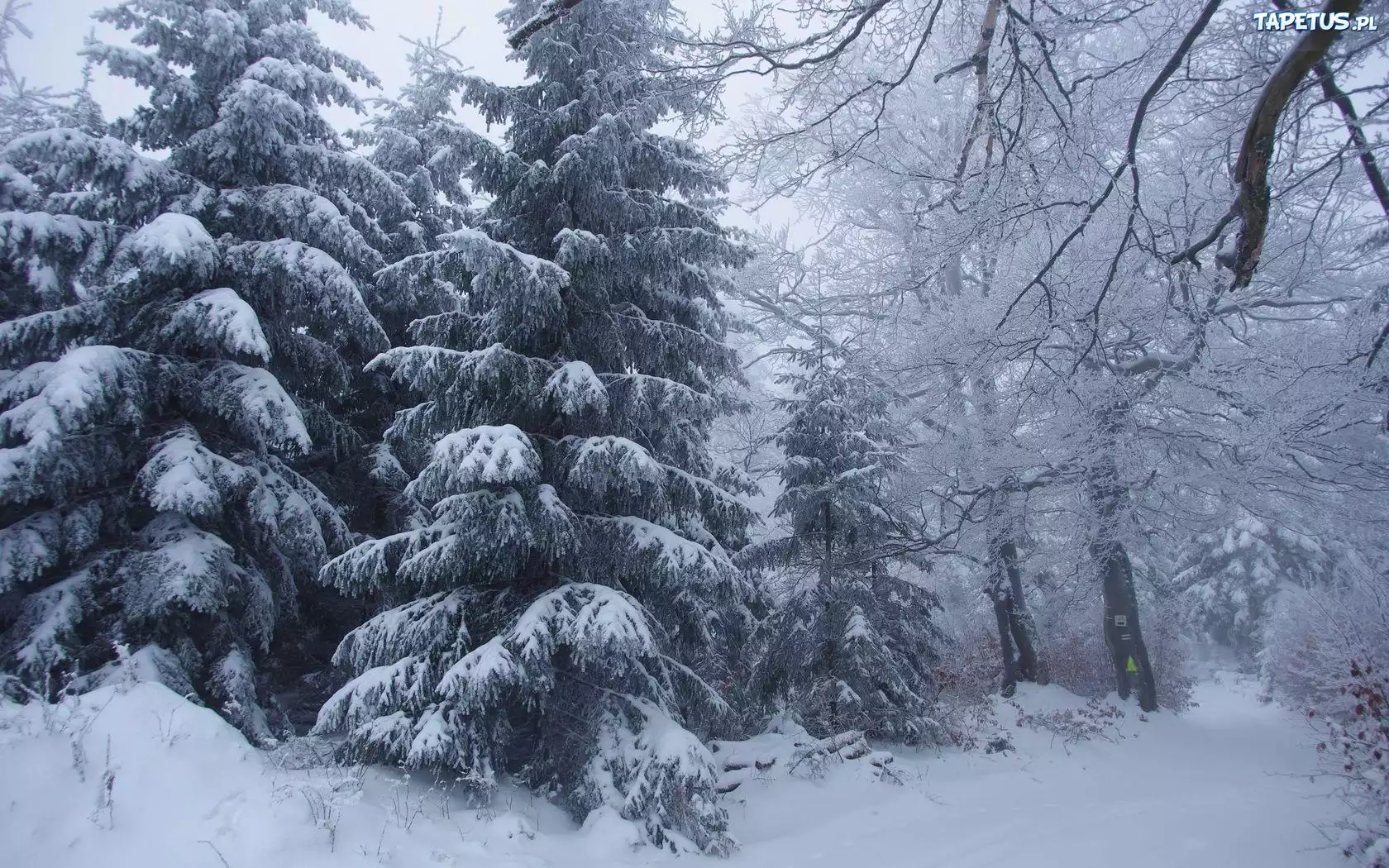 снег лес сосны ели snow forest pine ate загрузить