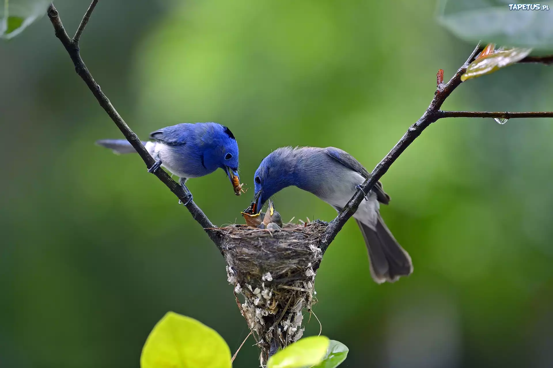 Синяя птичка на гнезде бесплатно