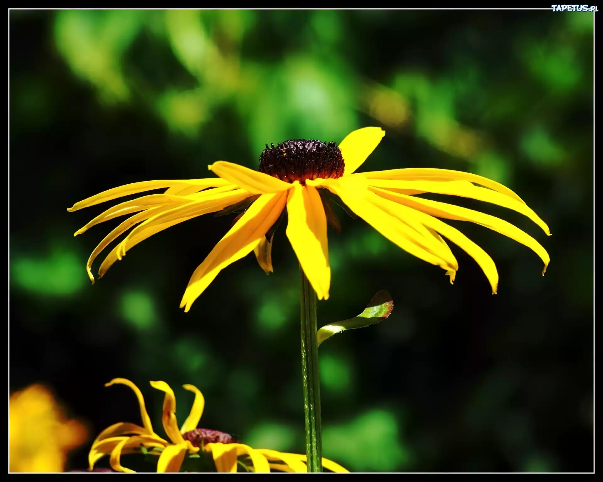 Rudbekia błyskotliwa