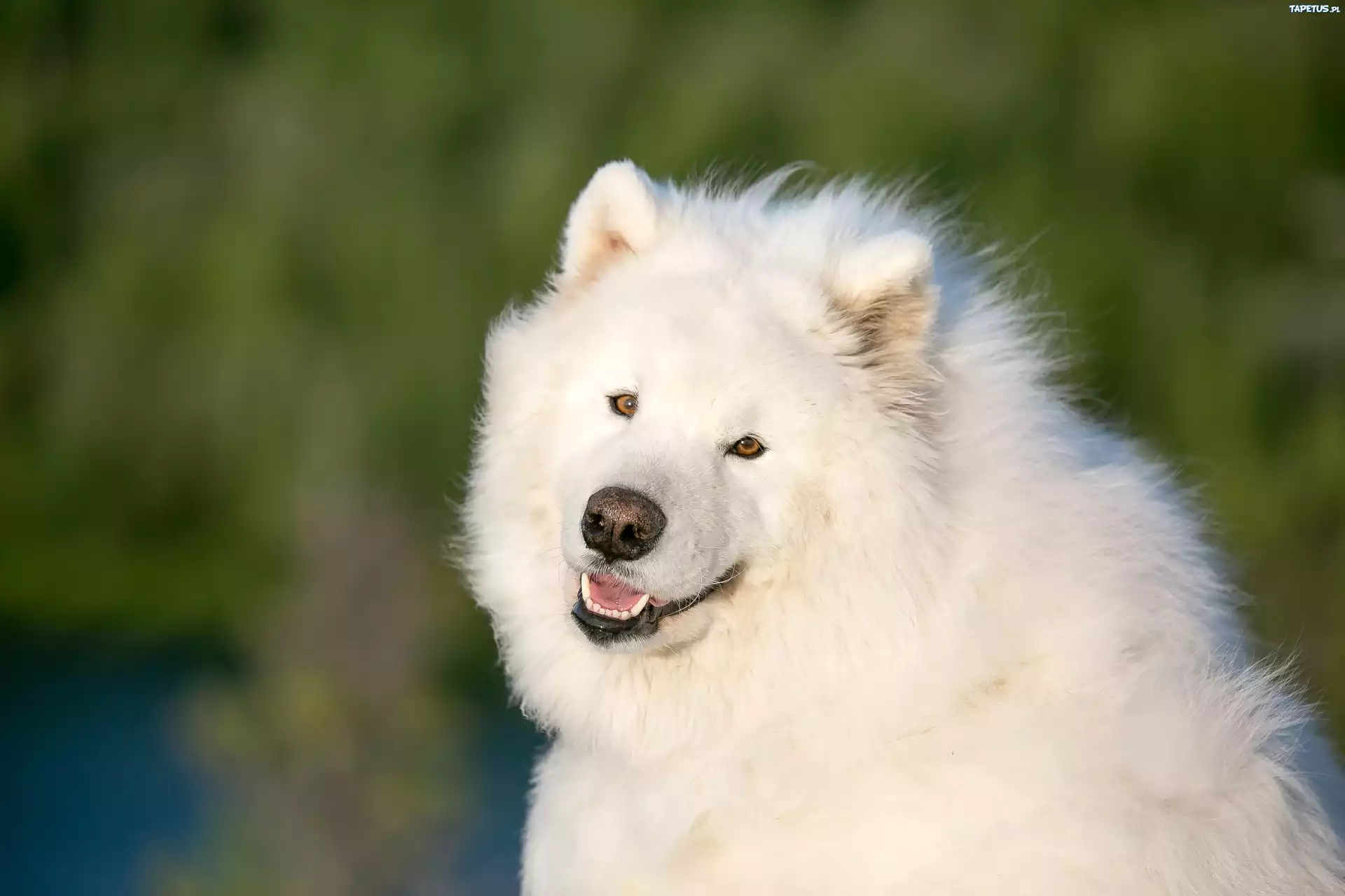 Pies, Samojed