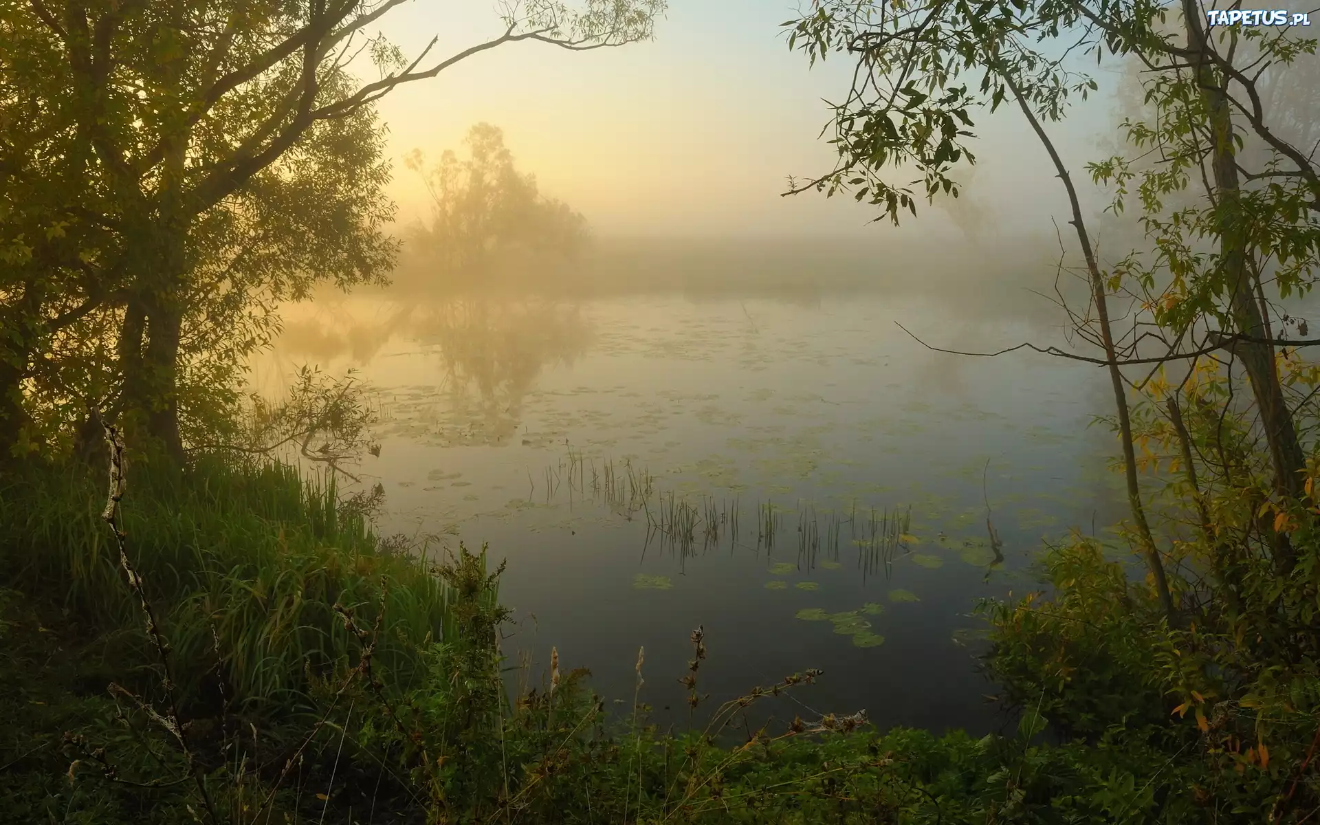 Jezioro, Mgła, Drzewa