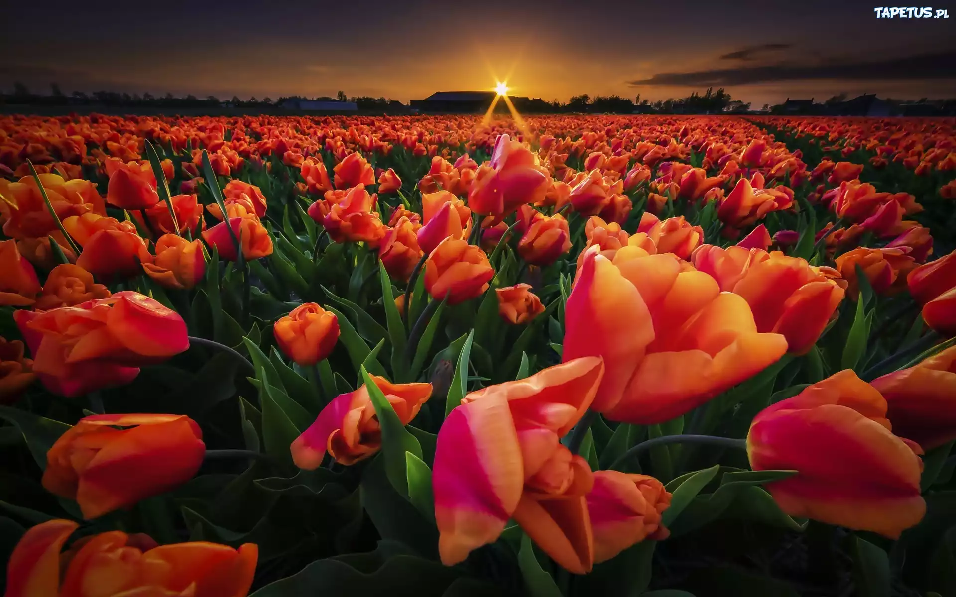 Pole, Tulipany, Zachód Słońca