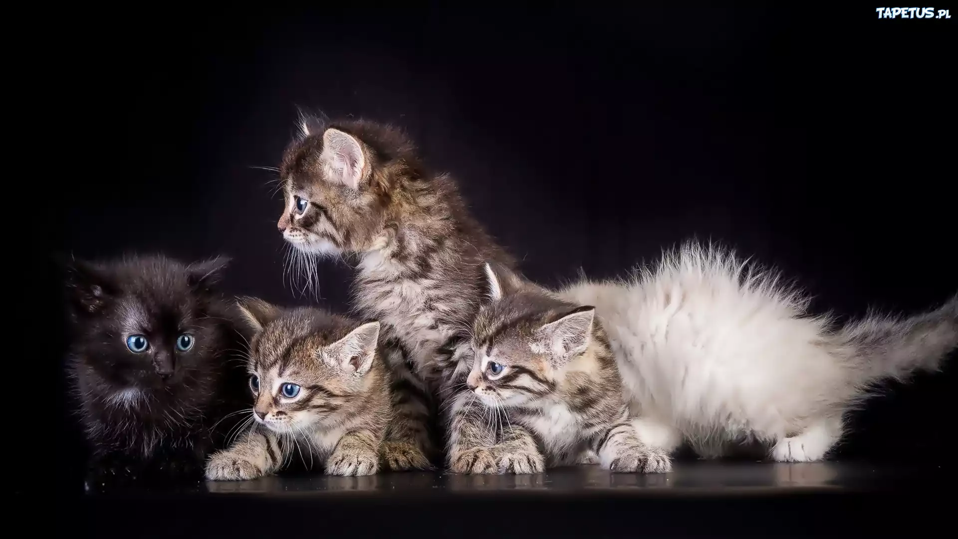 Cztery, Slodkie, Kotki