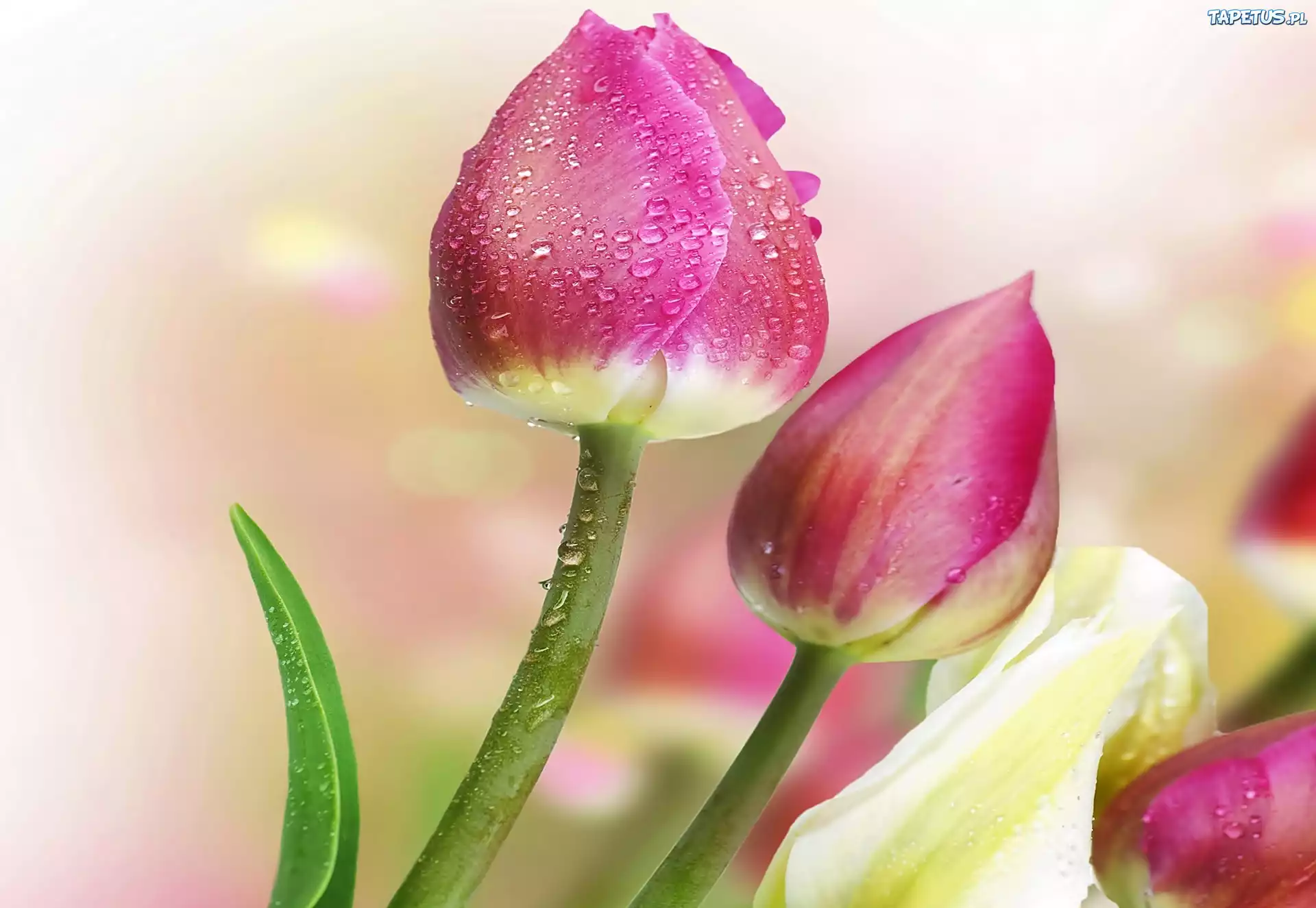 Kwiaty, Tulipany, Krople