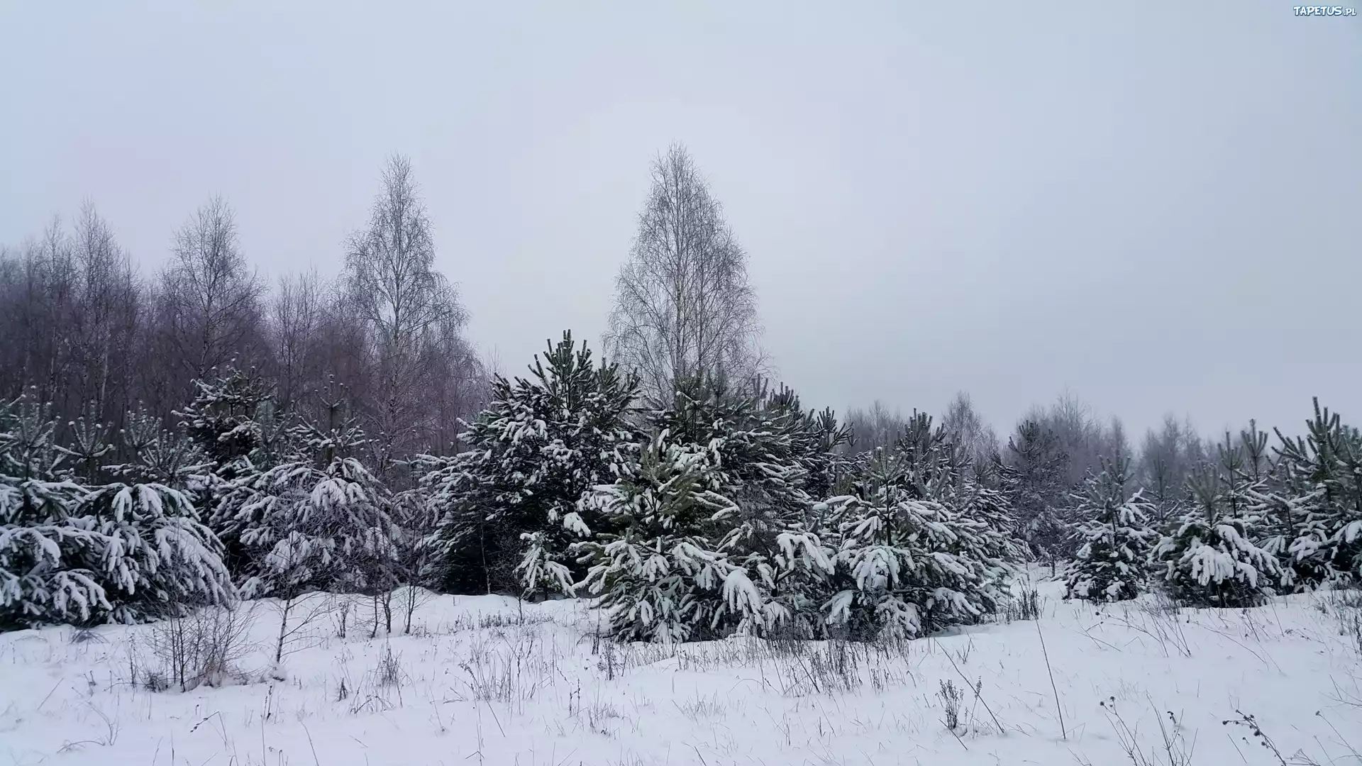 Zima, Las, Ośnieżone, Drzewa