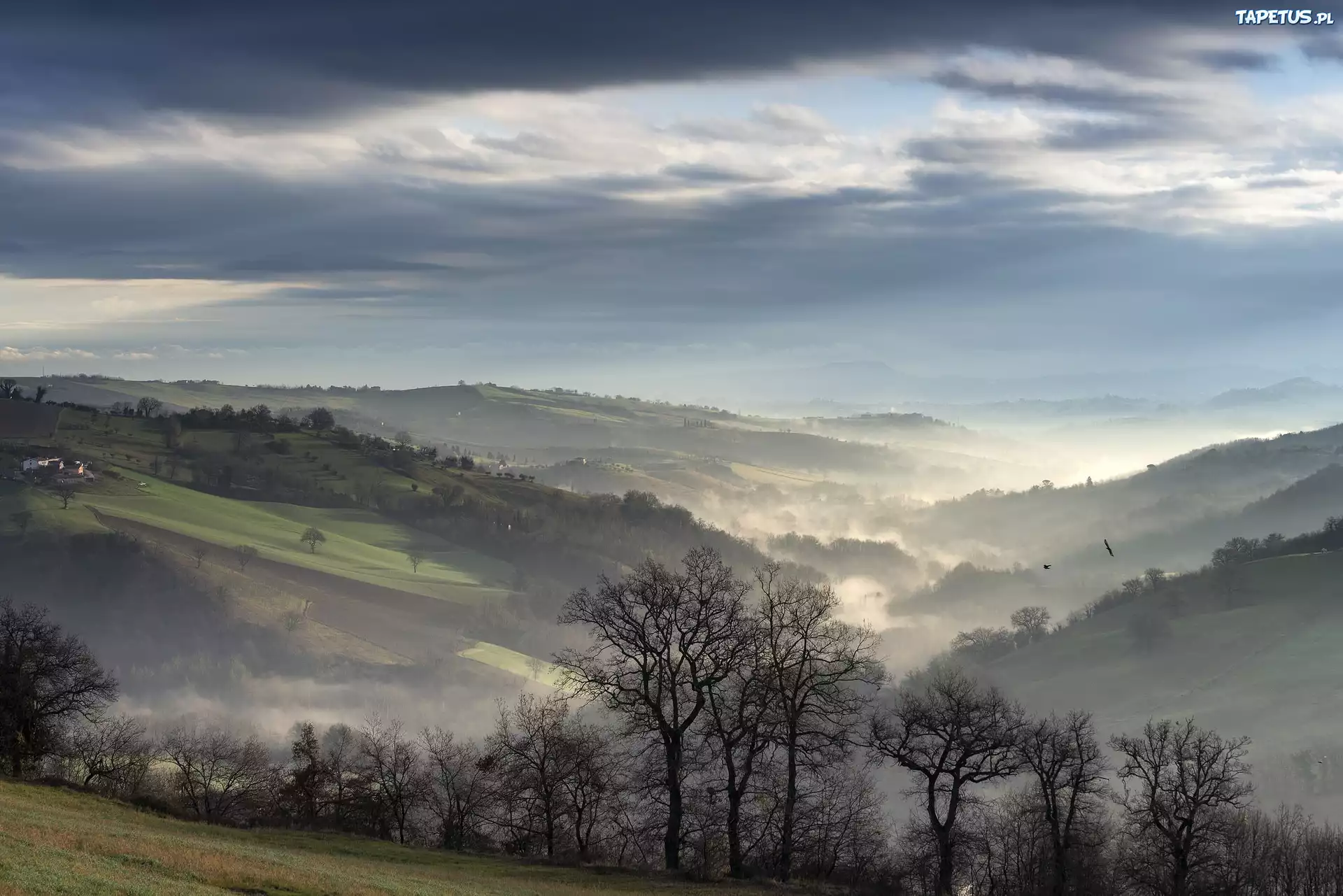Mgła, Rano, Drzewa, Panorama