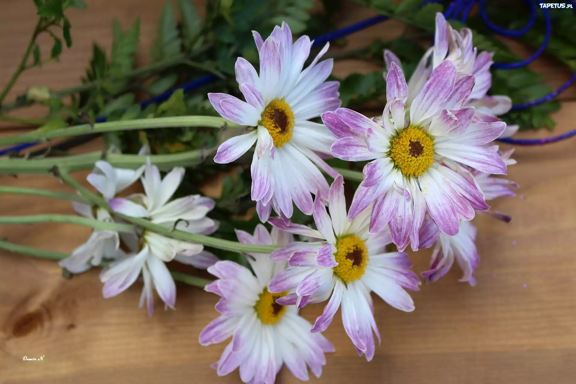 Margerytki, Dwukolorowe, Kwiaty, Deska