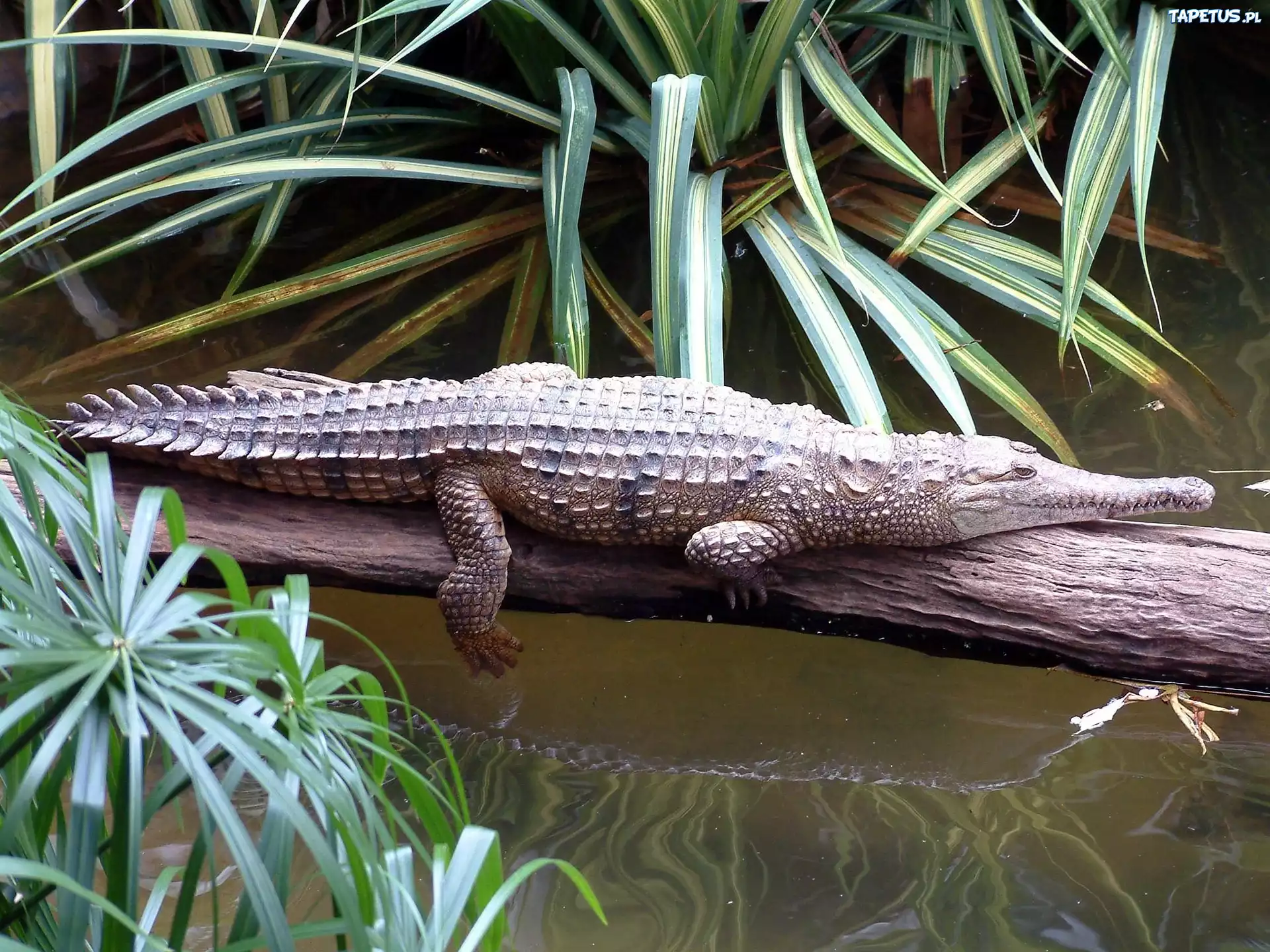Aligator, Woda, Konar, Drzewa