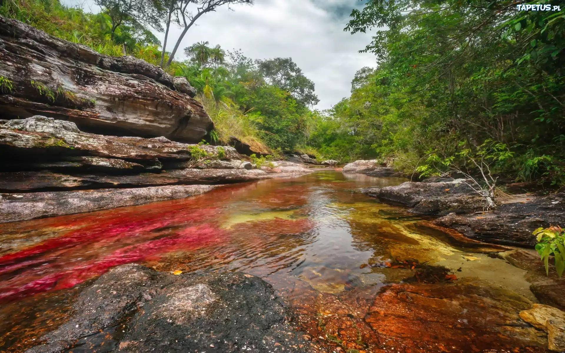 Cano, Cristales, Najpiękniejsza, Rzeka, Świata, Kolumbia