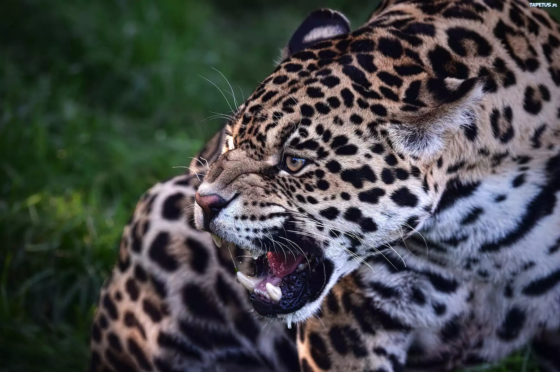 Jaguar, Kły