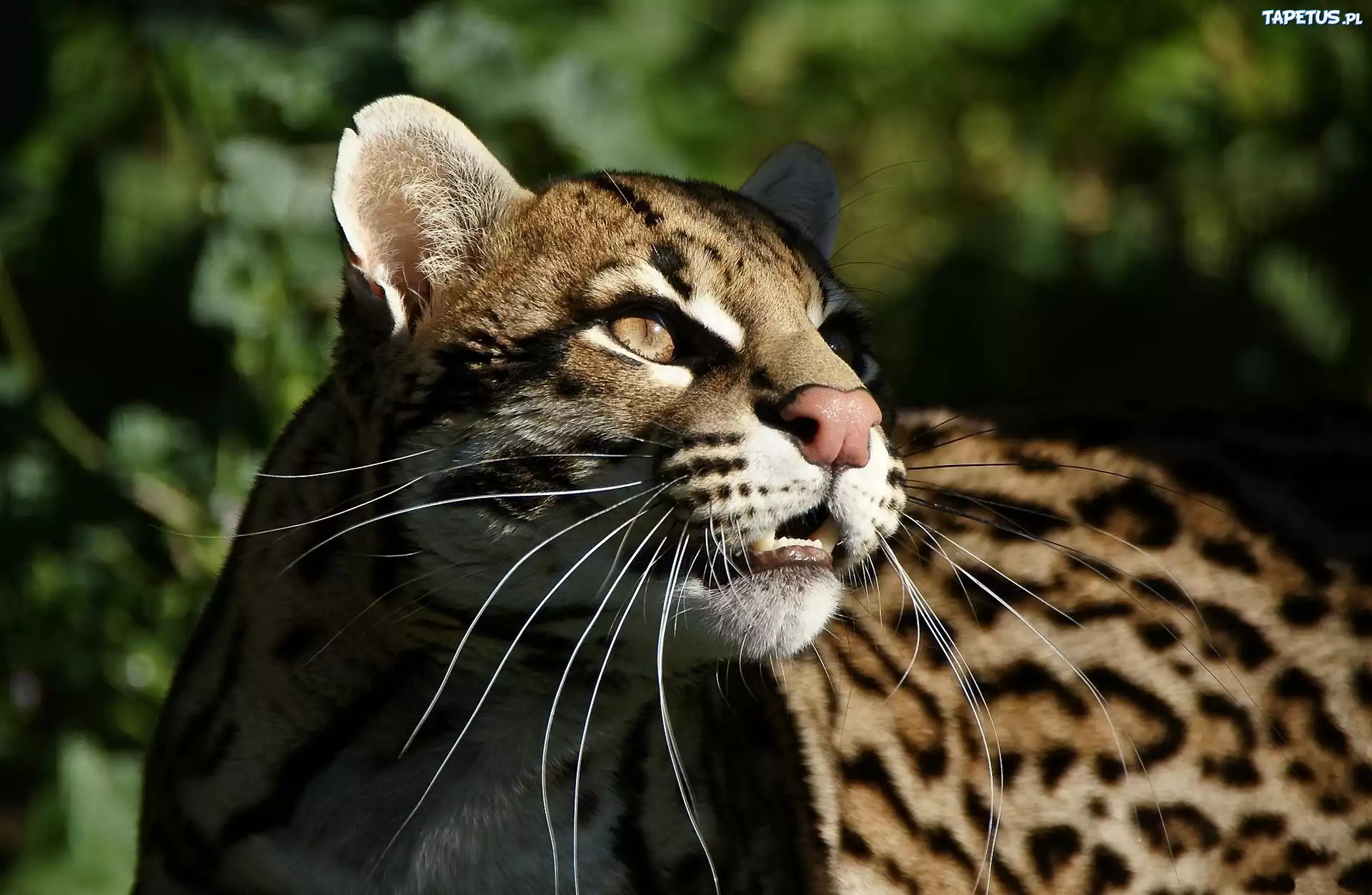 Piękny, Ocelot, Spojrzenie