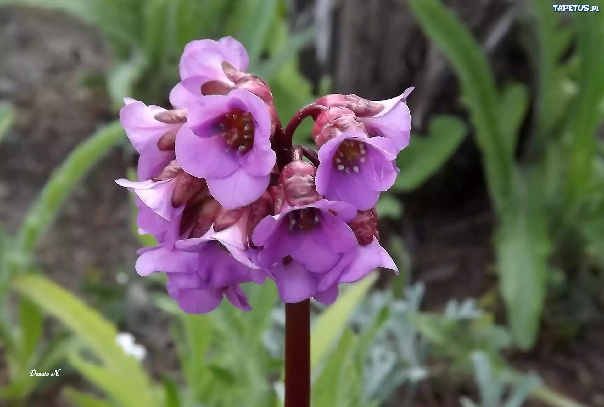 Kwiat, Bergenia, Fioletowa, Trawy, Ogród, Lato